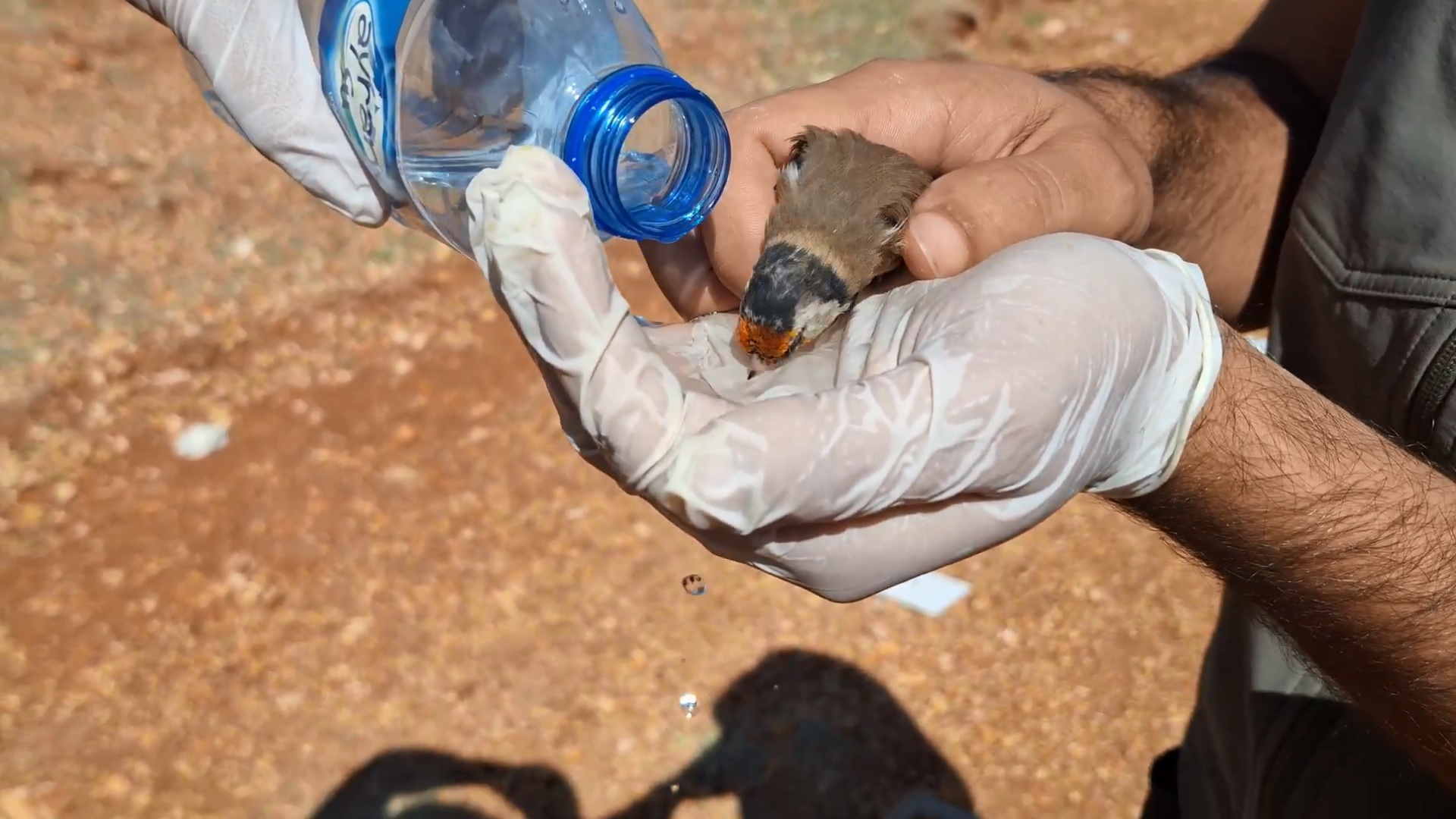 Saka kuşu kaçakçılığına 10 milyon 897 bin lira ceza - Görsel 2