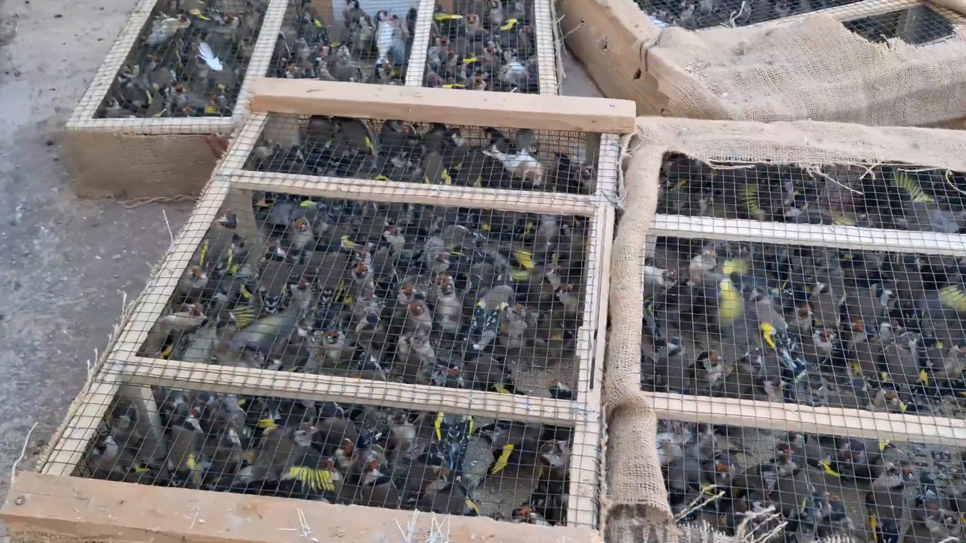 Saka kuşu kaçakçılığına 10 milyon 897 bin lira ceza - Görsel 3