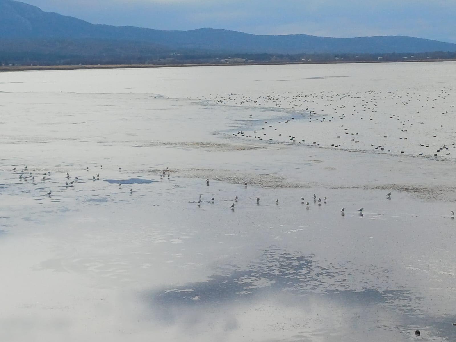 Beyşehir Gölü’nün yüzeyi buz tuttu - Görsel 4