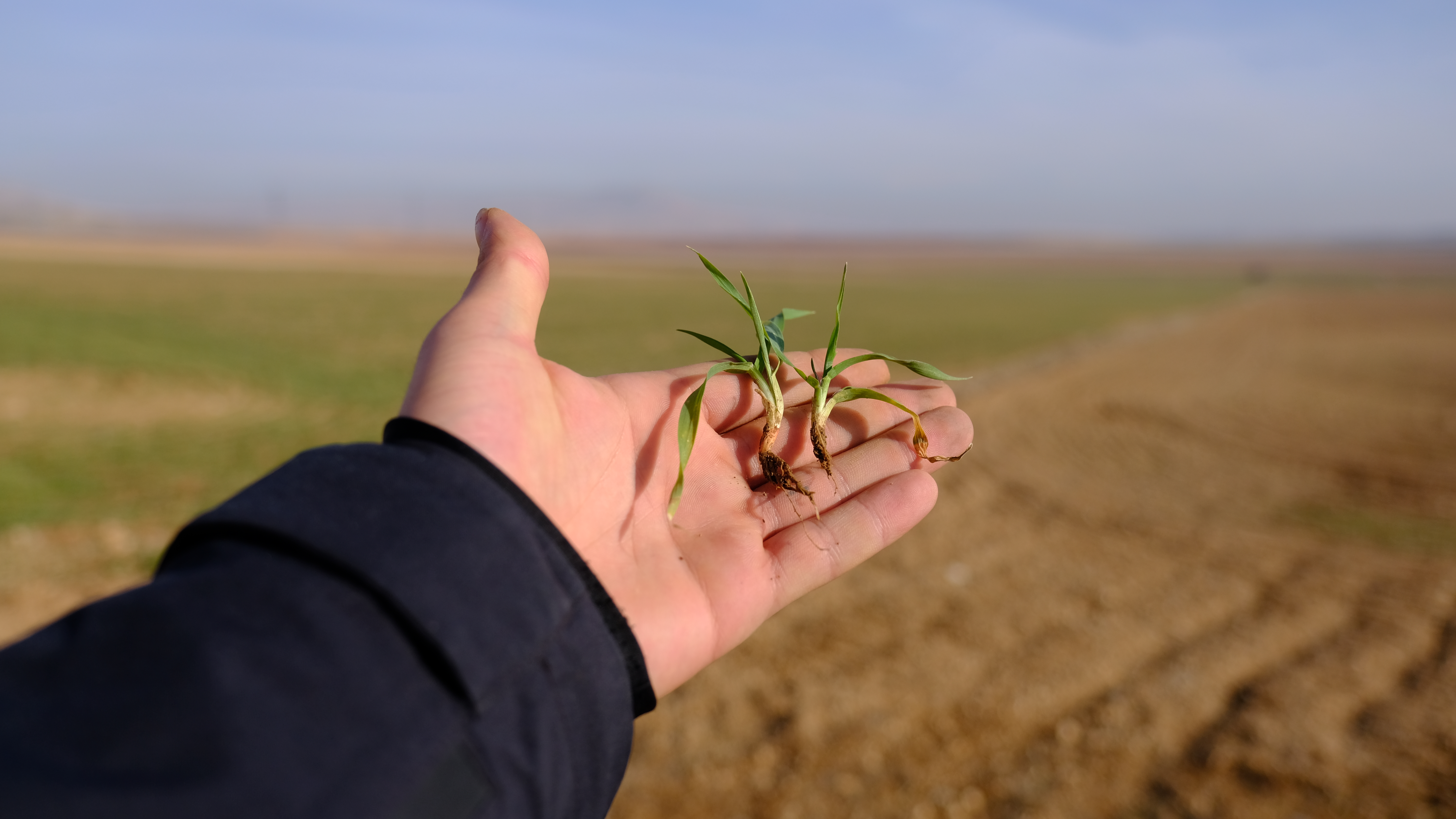 Konya Ovası’nda son yağışlar yüz güldürdü - Görsel 1