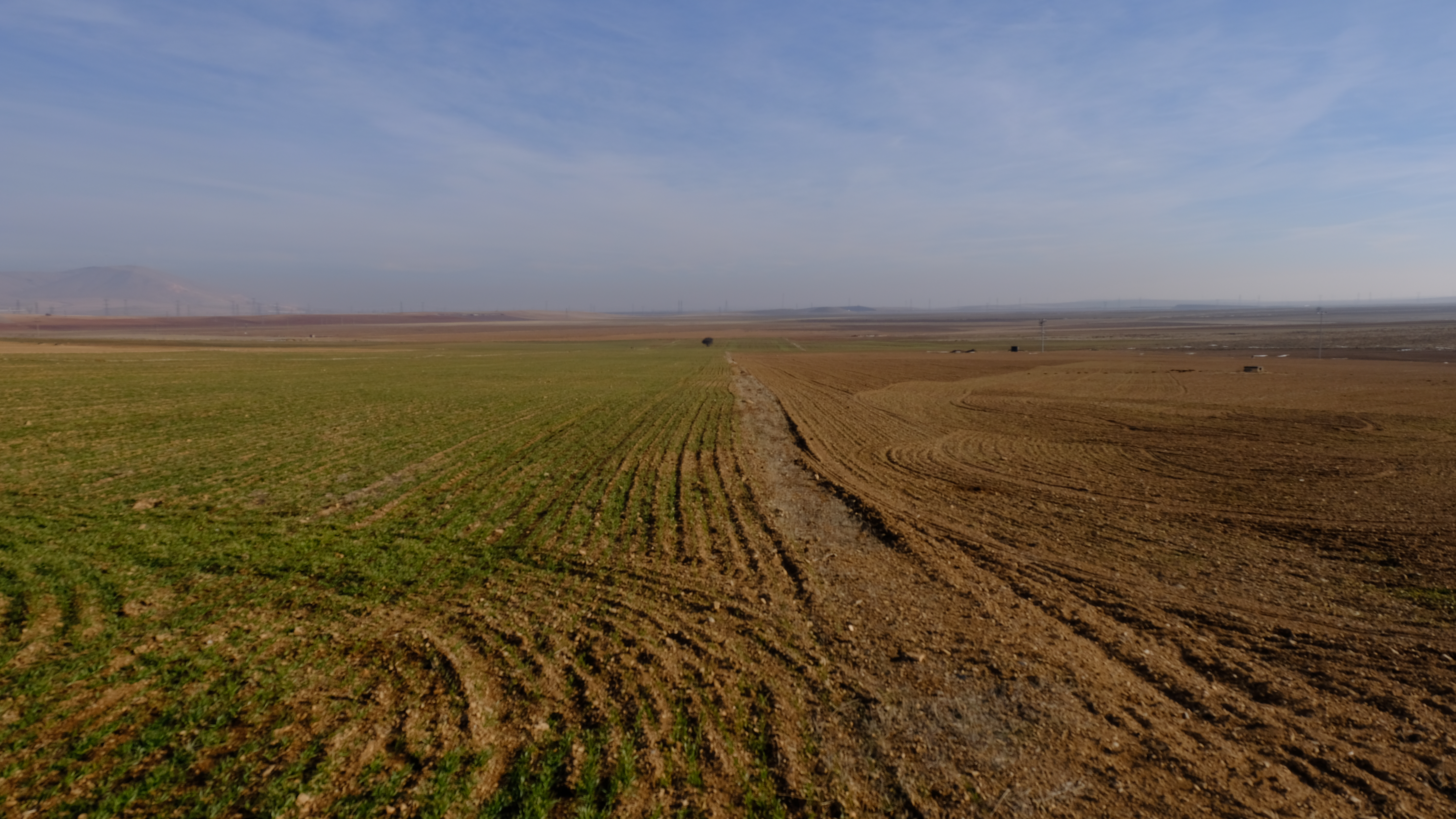 Konya Ovası’nda son yağışlar yüz güldürdü - Görsel 2