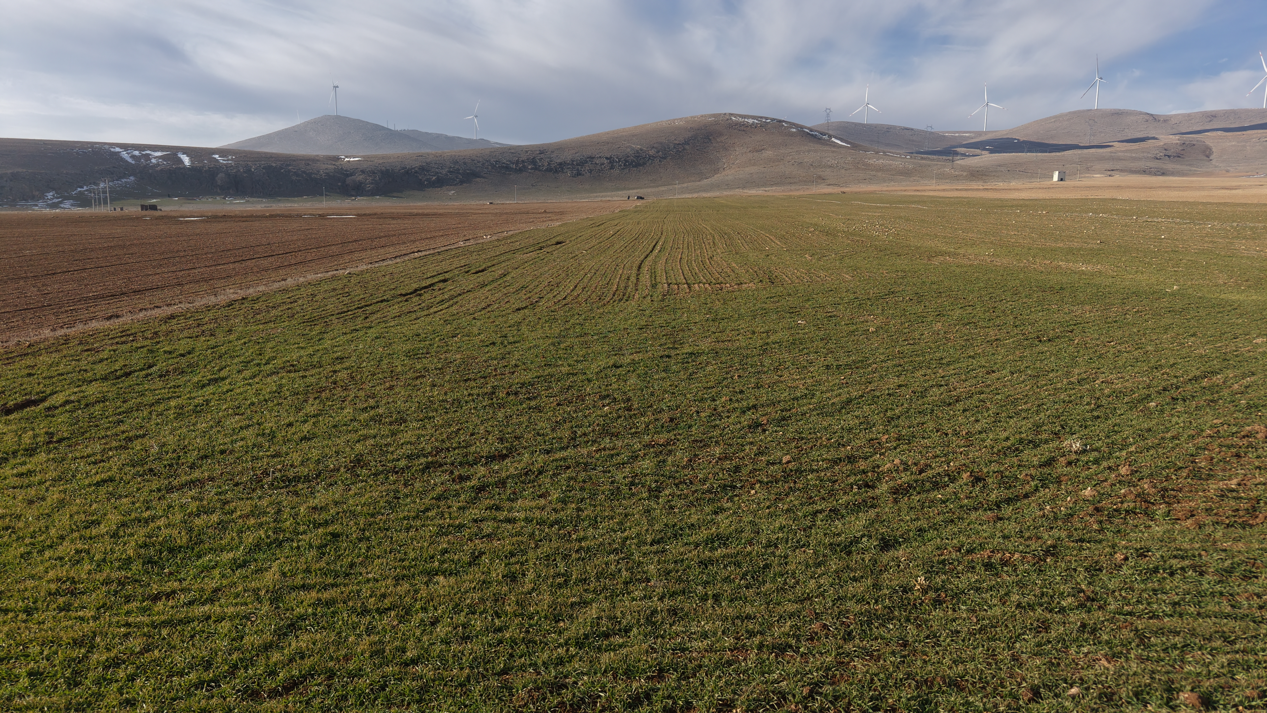 Konya Ovası’nda son yağışlar yüz güldürdü - Görsel 4