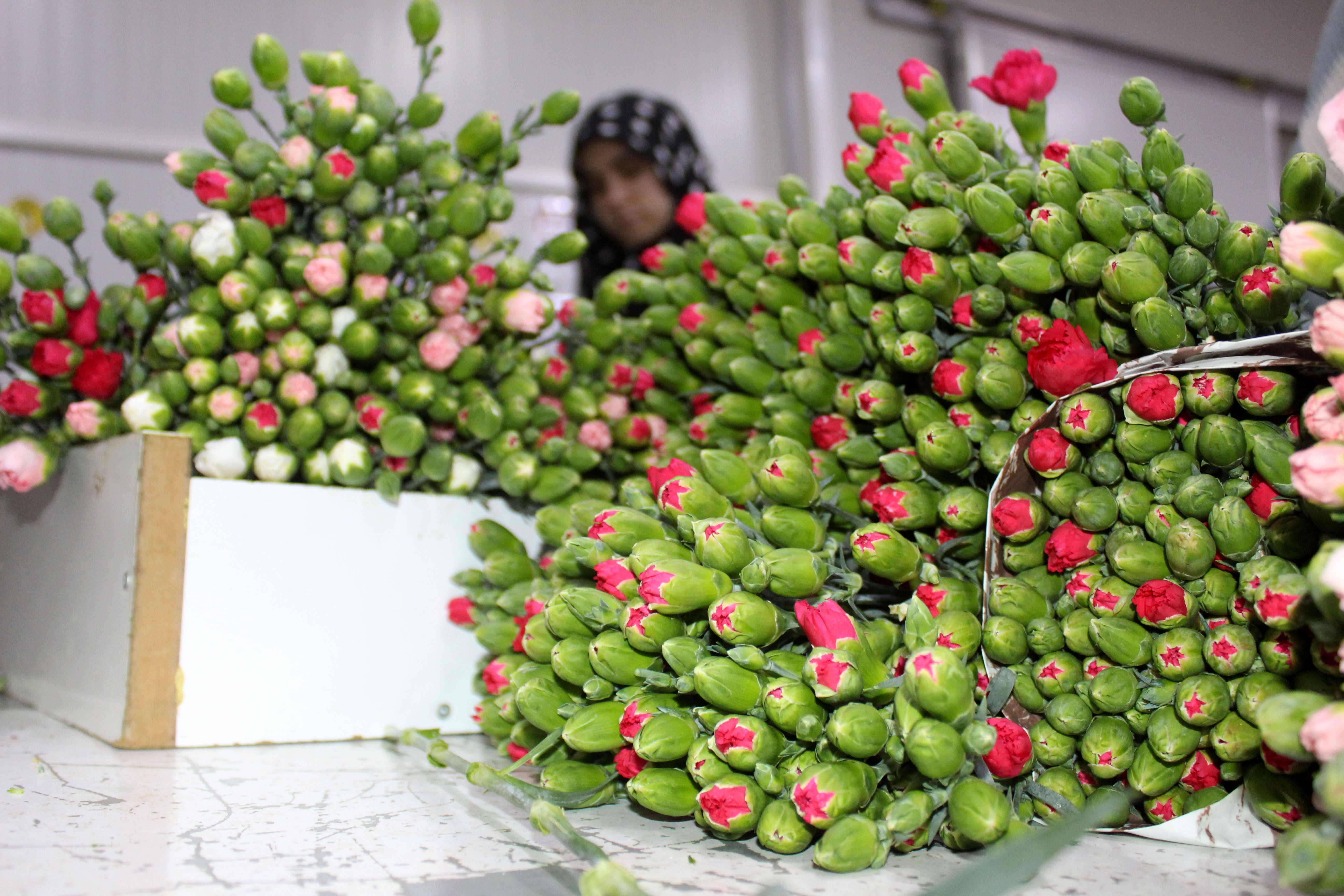 Antalya'da üretilen 850 milyon dal çiçeğin yüzde 75'i ihraç edildi - Görsel 1