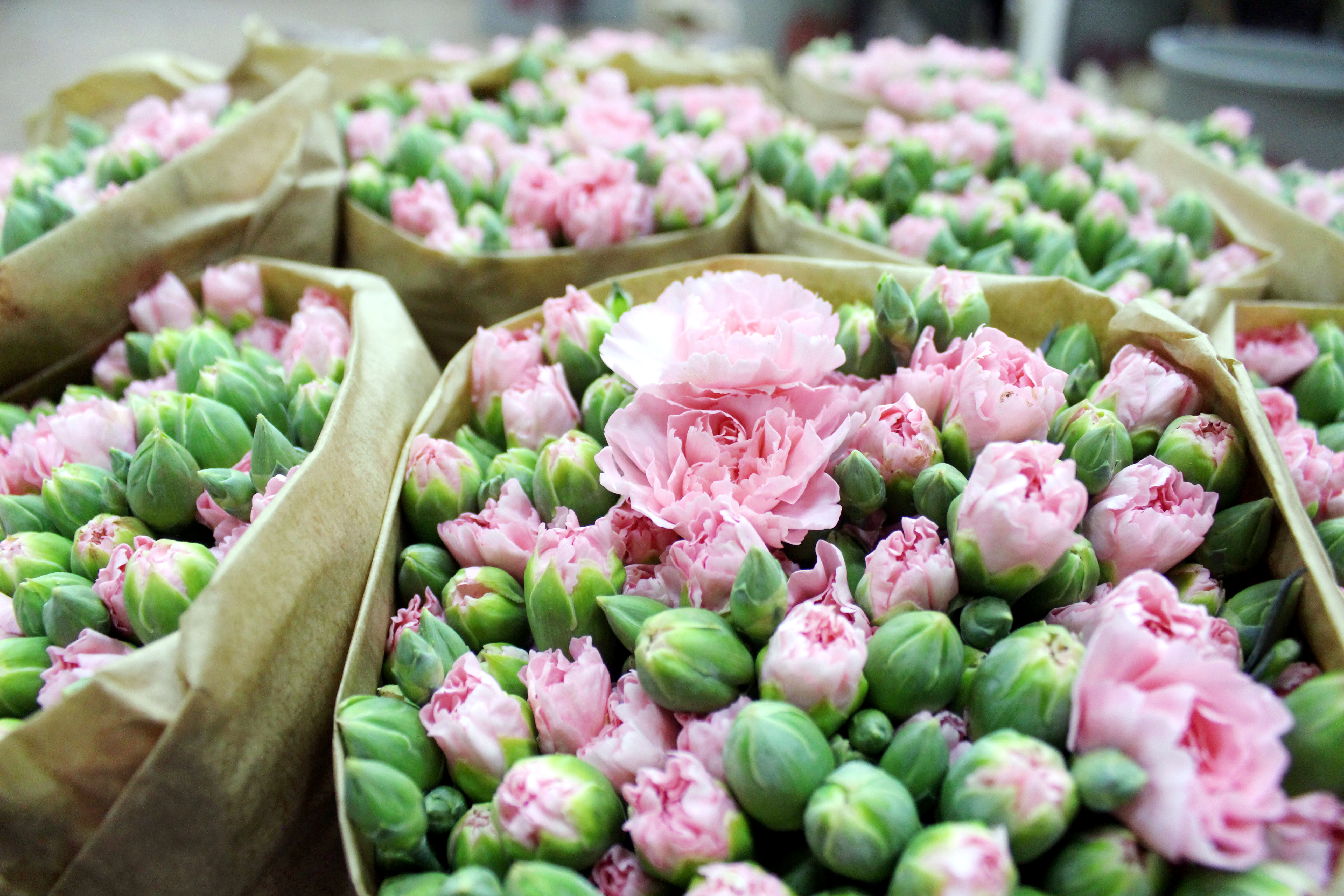 Antalya'da üretilen 850 milyon dal çiçeğin yüzde 75'i ihraç edildi - Görsel 2