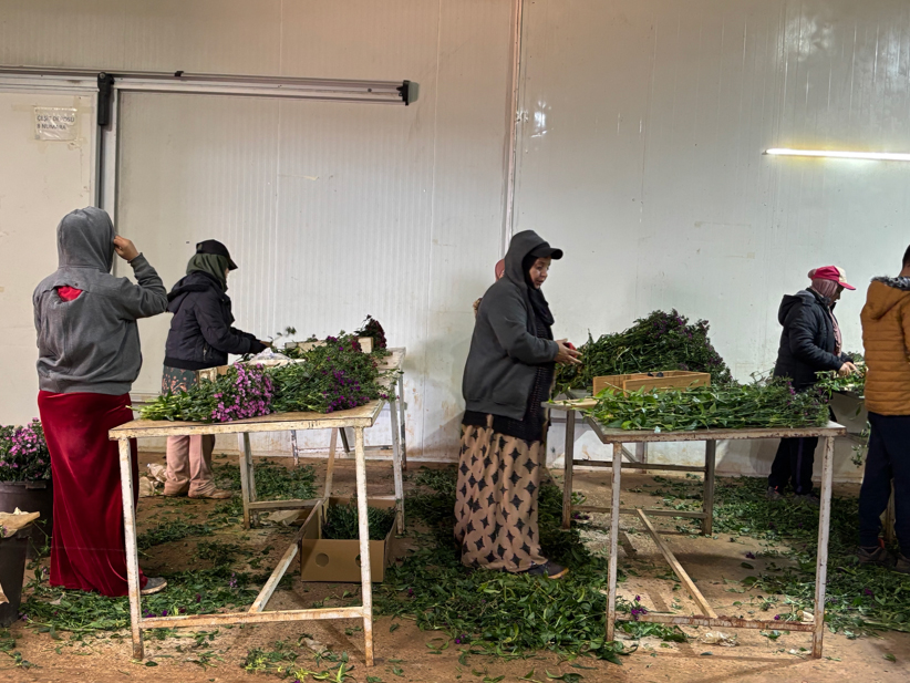 Antalya'da üretilen 850 milyon dal çiçeğin yüzde 75'i ihraç edildi - Görsel 5