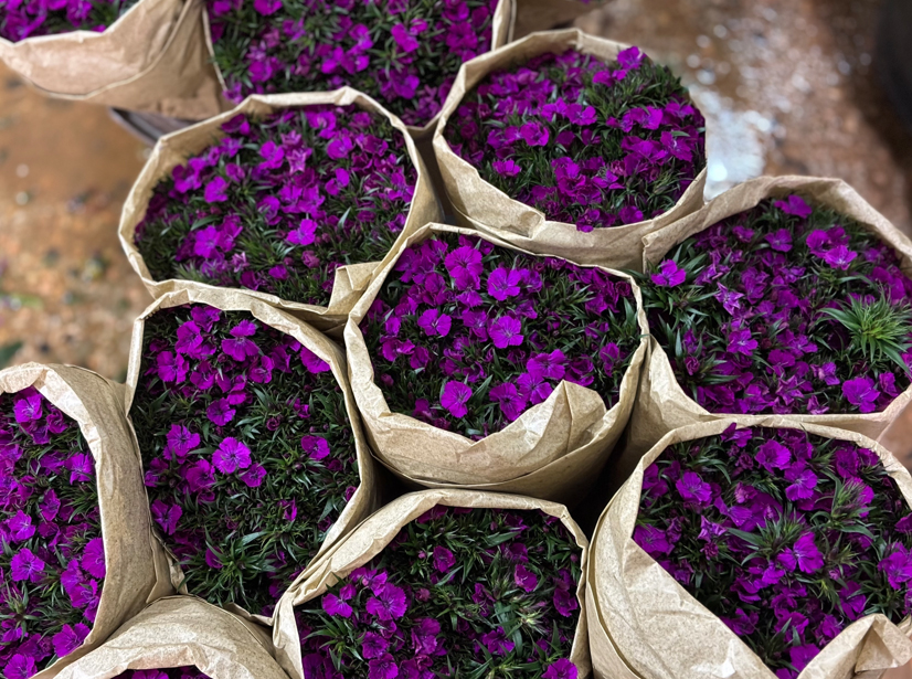 Antalya'da üretilen 850 milyon dal çiçeğin yüzde 75'i ihraç edildi - Görsel 6