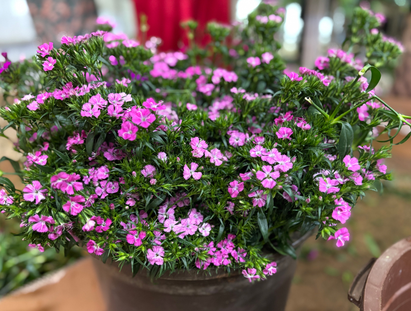 Antalya'da üretilen 850 milyon dal çiçeğin yüzde 75'i ihraç edildi - Görsel 7