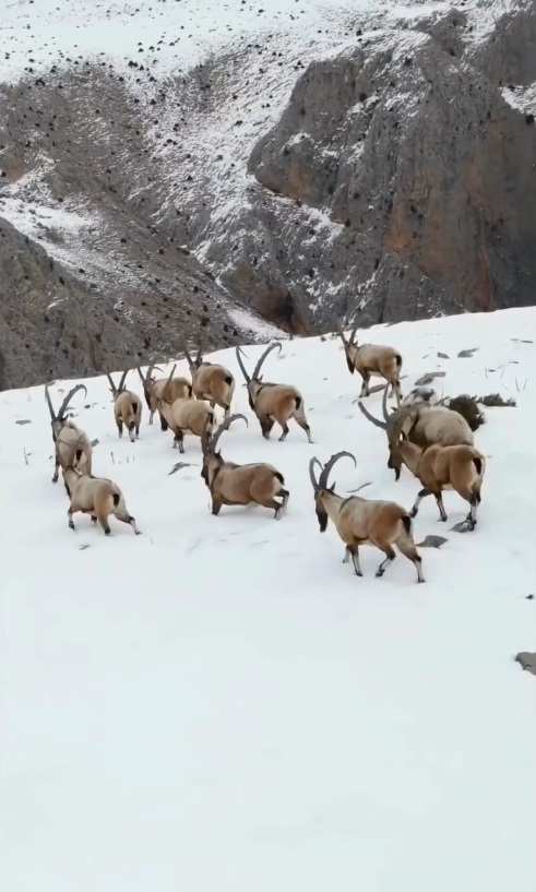 Karlı Aladağlar'da gezen dağ keçileri dron kamerasında - Görsel 1