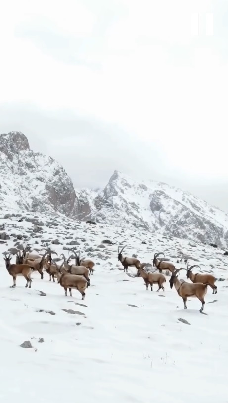 Karlı Aladağlar'da gezen dağ keçileri dron kamerasında - Görsel 2
