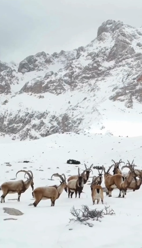 Karlı Aladağlar'da gezen dağ keçileri dron kamerasında - Görsel 3
