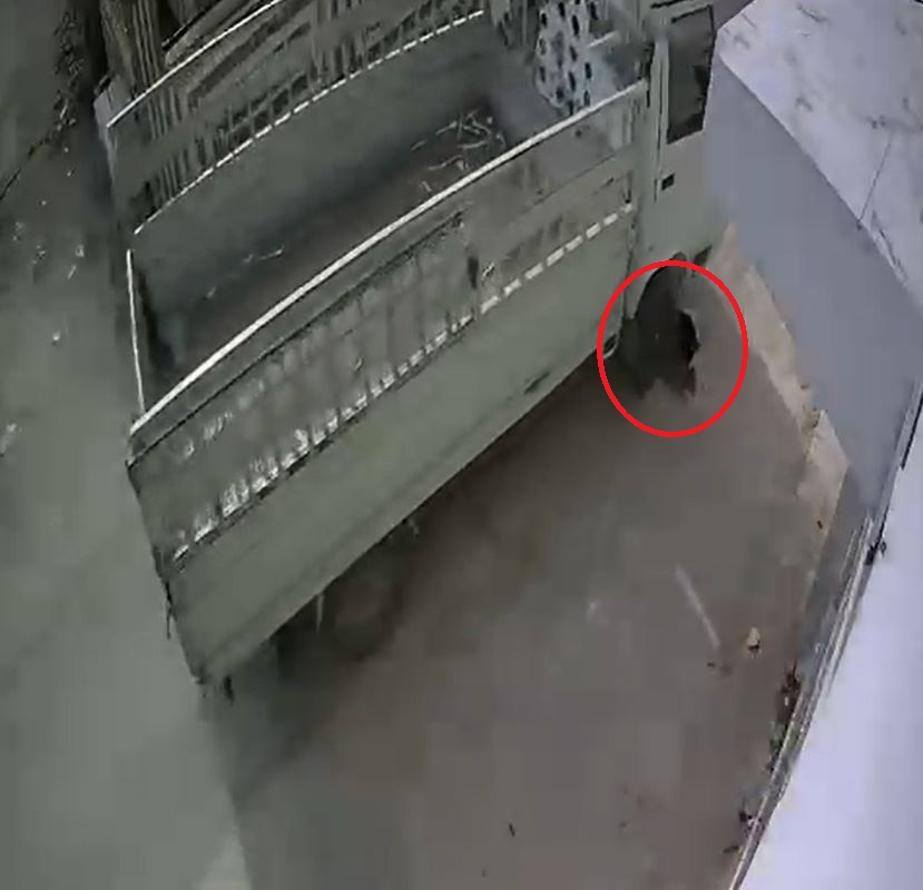 Adana- Kamyonetiyle kediyi ezen sürücüye 1 ay hayvan barınağında çalışma cezası - Görsel 6