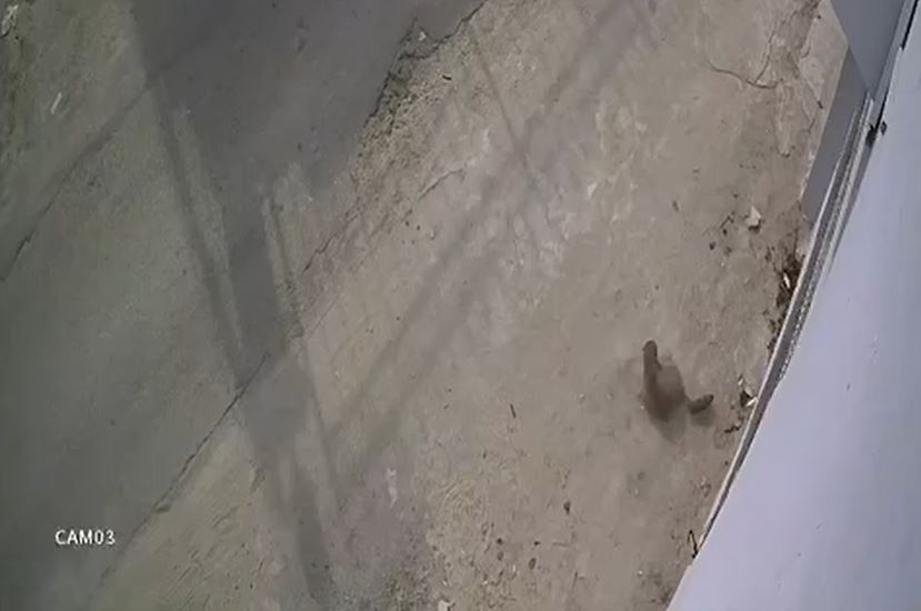 Adana- Kamyonetiyle kediyi ezen sürücüye 1 ay hayvan barınağında çalışma cezası - Görsel 7