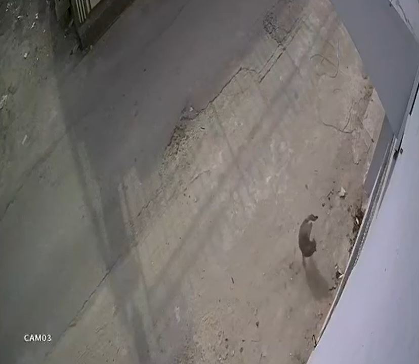 Adana- Kamyonetiyle kediyi ezen sürücüye 1 ay hayvan barınağında çalışma cezası - Görsel 8