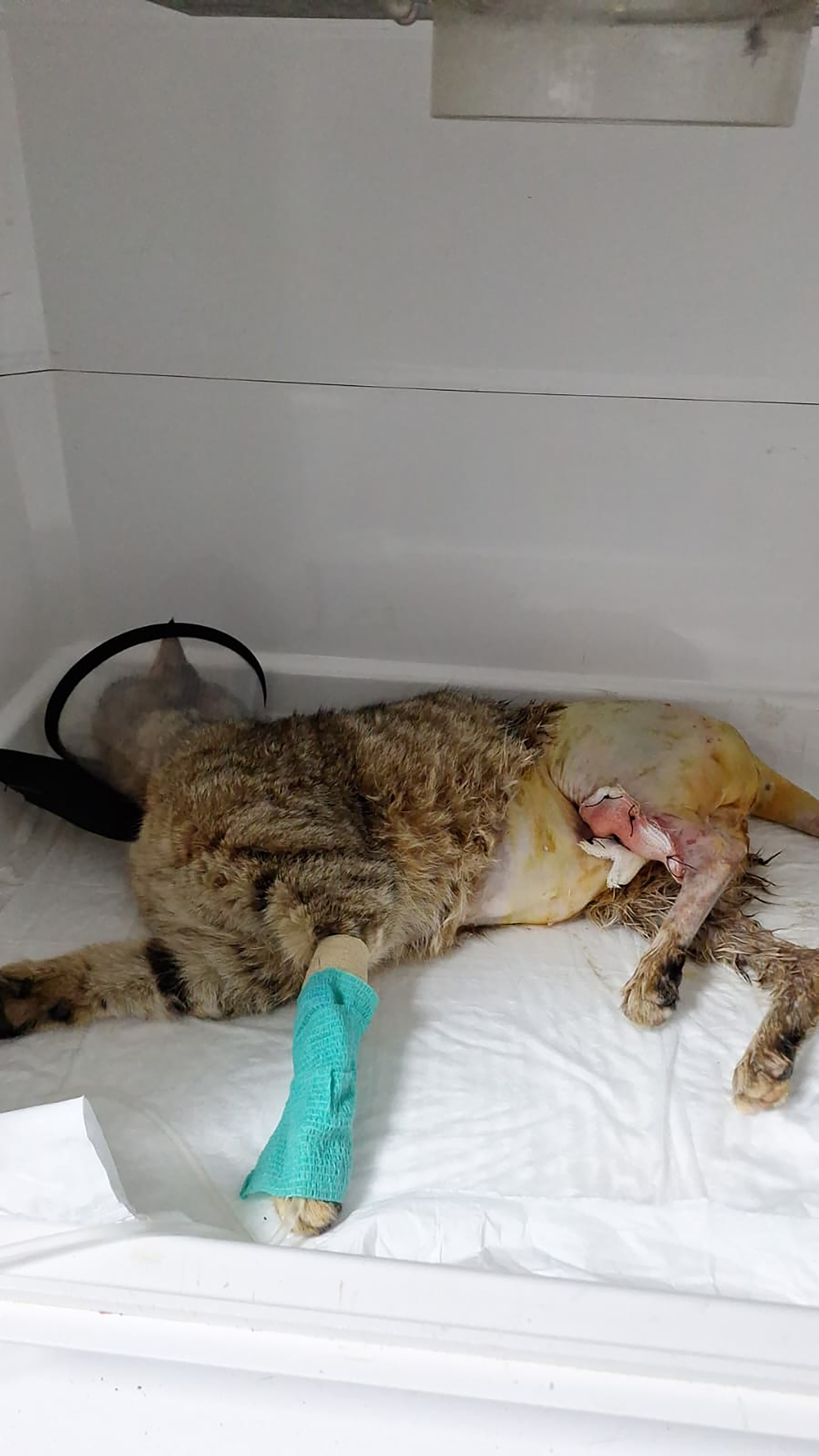 Adana- Kamyonetiyle kediyi ezen sürücüye 1 ay hayvan barınağında çalışma cezası - Görsel 9