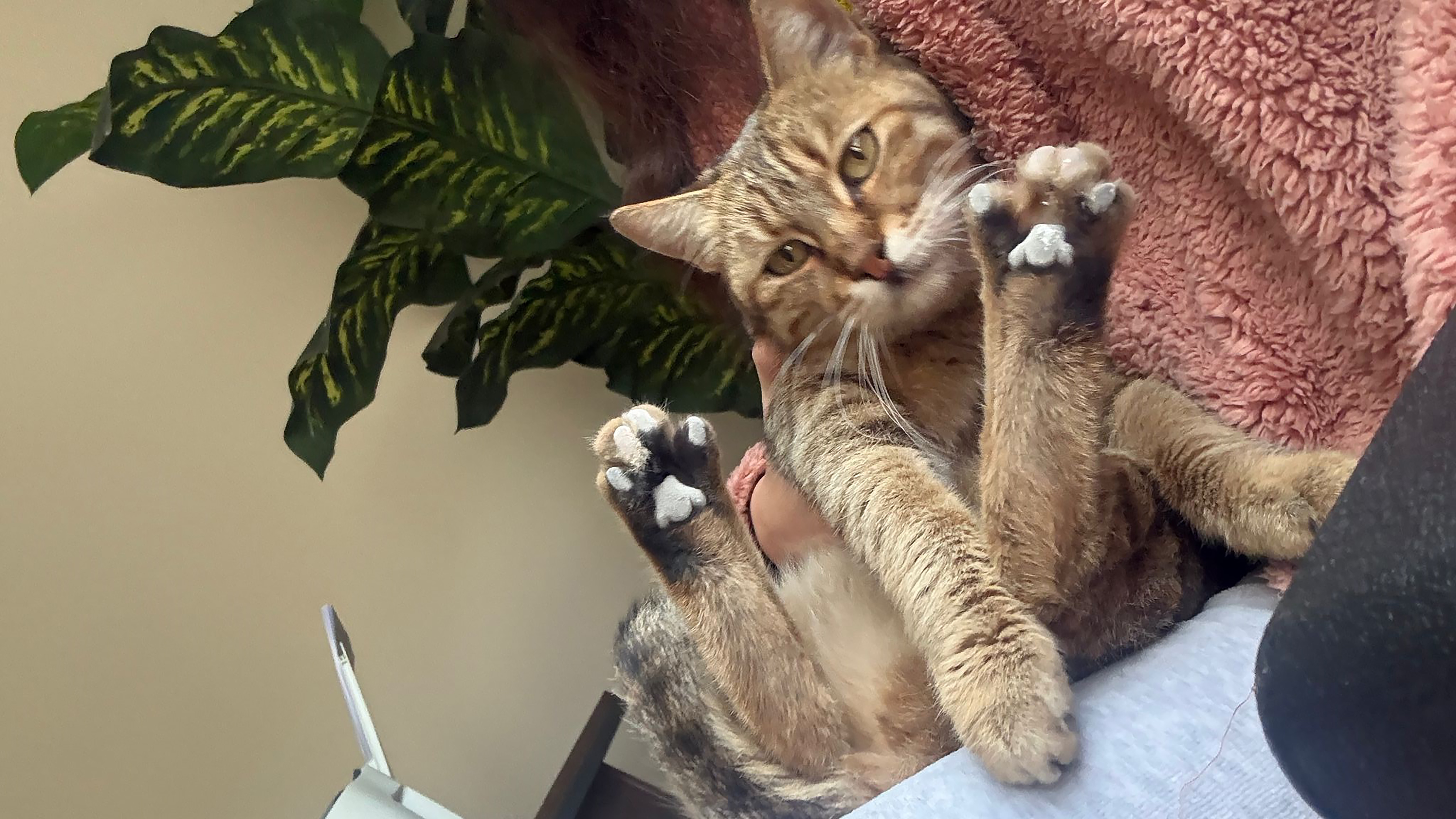 Adana- Kamyonetiyle kediyi ezen sürücüye 1 ay hayvan barınağında çalışma cezası - Görsel 10