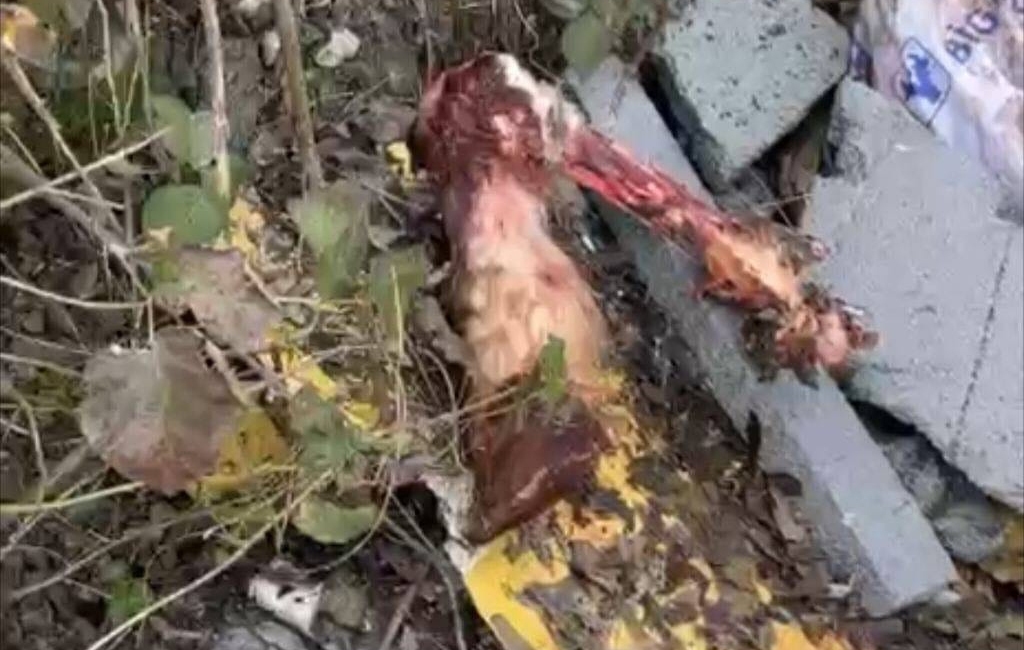 At kestikleri öne sürülen 2 şüpheli, operasyonla yakalandı - Görsel 1