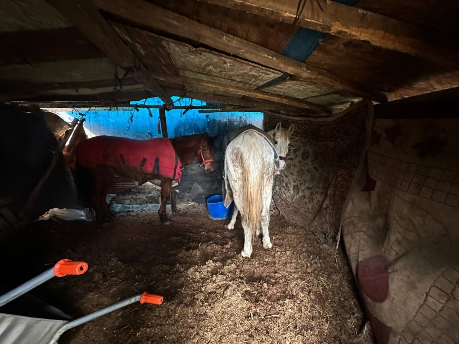 At kestikleri öne sürülen 2 şüpheli, operasyonla yakalandı - Görsel 2