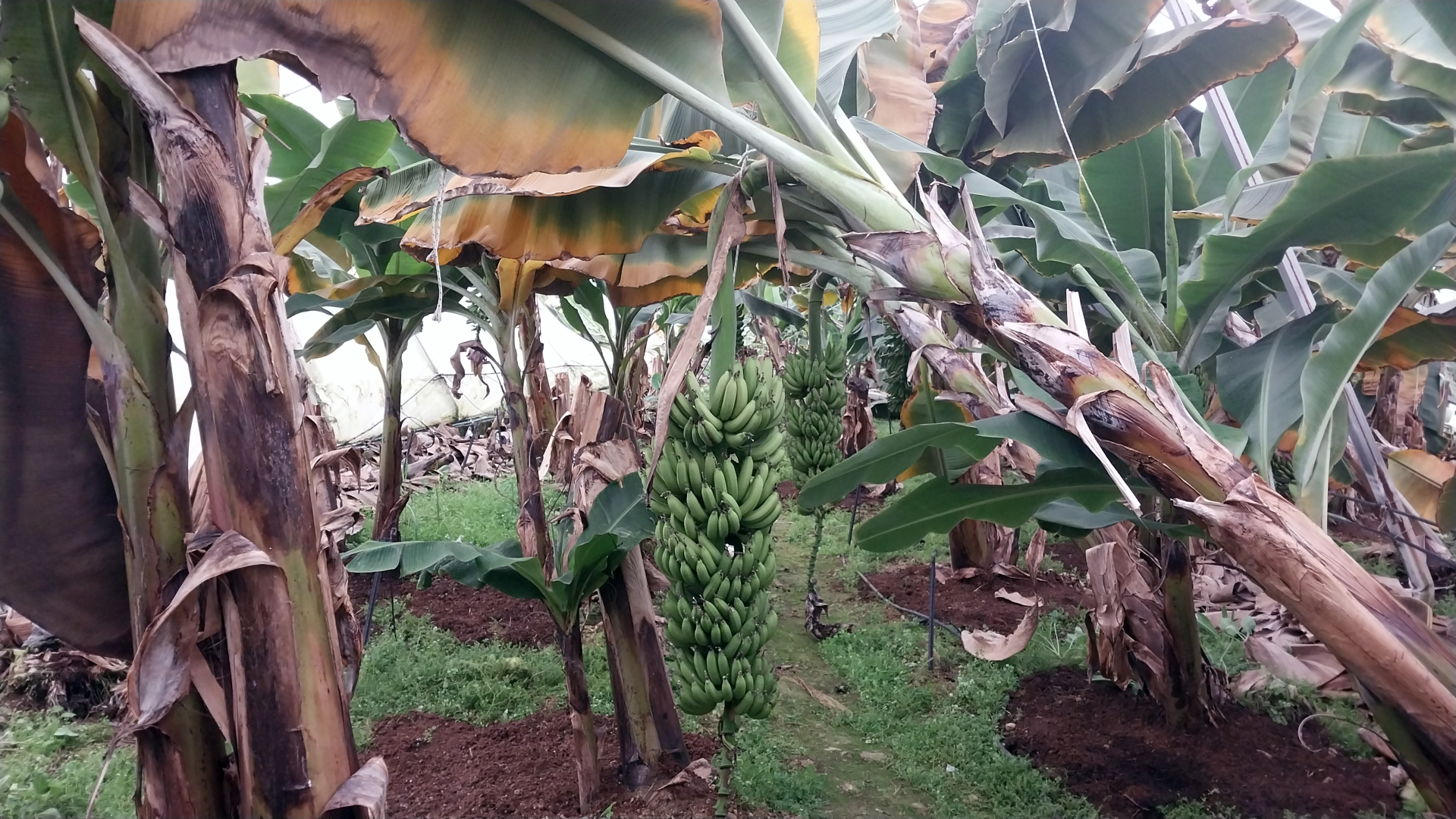 Antalya'da peş peşe hortumlar; seralar yıkıldı, çatılar uçtu - Görsel 2