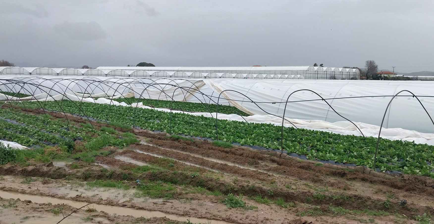 Antalya'da peş peşe hortumlar; seralar yıkıldı, çatılar uçtu - Görsel 4