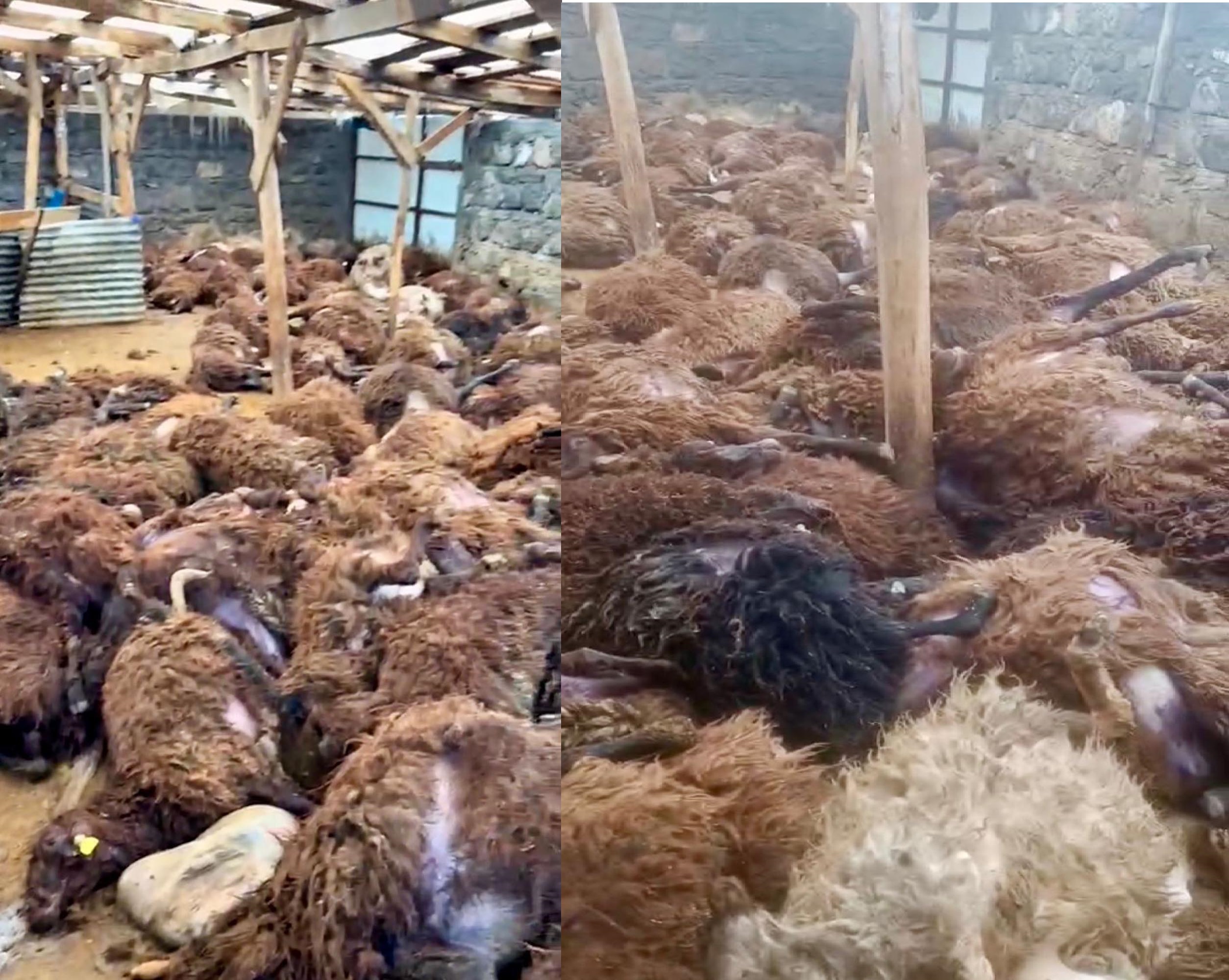 Sisli havada köye inen kurt, ağıldaki 200 koyunu öldürdü - Görsel 1