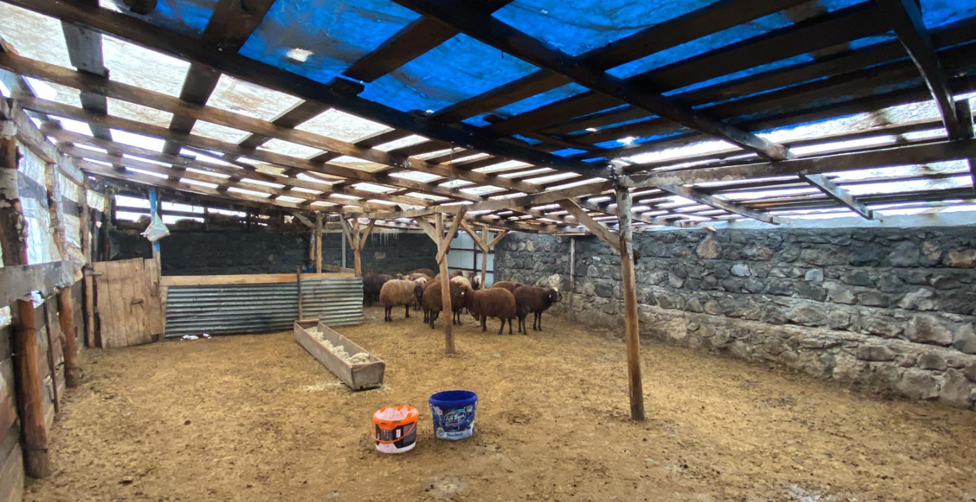 Sisli havada köye inen kurt, ağıldaki 200 koyunu öldürdü - Görsel 6