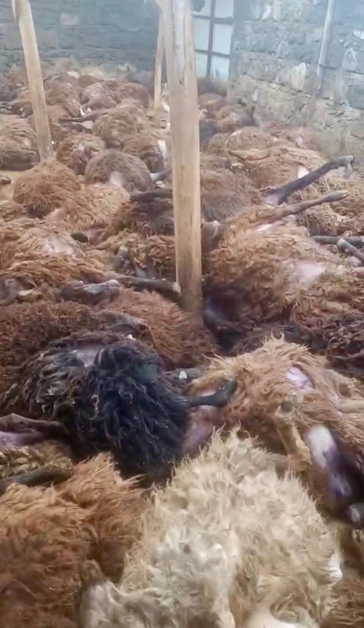 Sisli havada köye inen kurt, ağıldaki 200 koyunu öldürdü - Görsel 7