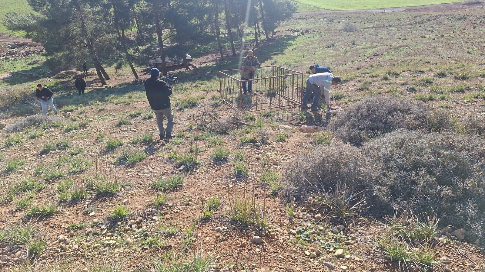 Hatay- Dağ ceylanı, çizgili sırtlan ve kurt aynı habitatı paylaşıyor - Görsel 1