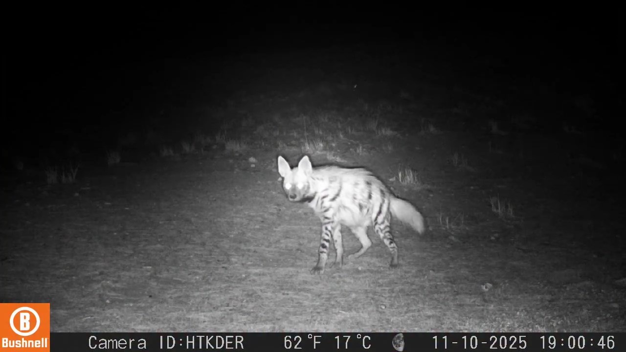 Hatay- Dağ ceylanı, çizgili sırtlan ve kurt aynı habitatı paylaşıyor - Görsel 3