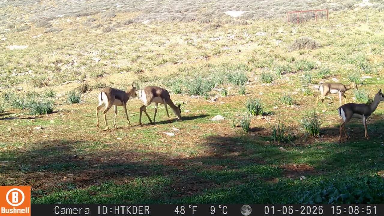 Hatay- Dağ ceylanı, çizgili sırtlan ve kurt aynı habitatı paylaşıyor - Görsel 4
