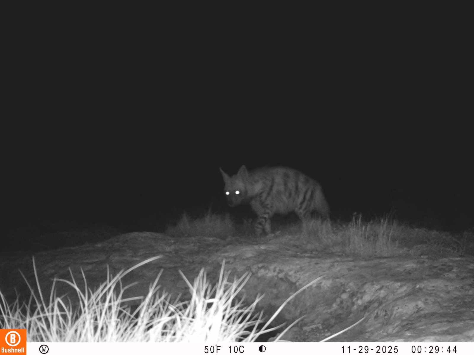 Hatay- Dağ ceylanı, çizgili sırtlan ve kurt aynı habitatı paylaşıyor - Görsel 7