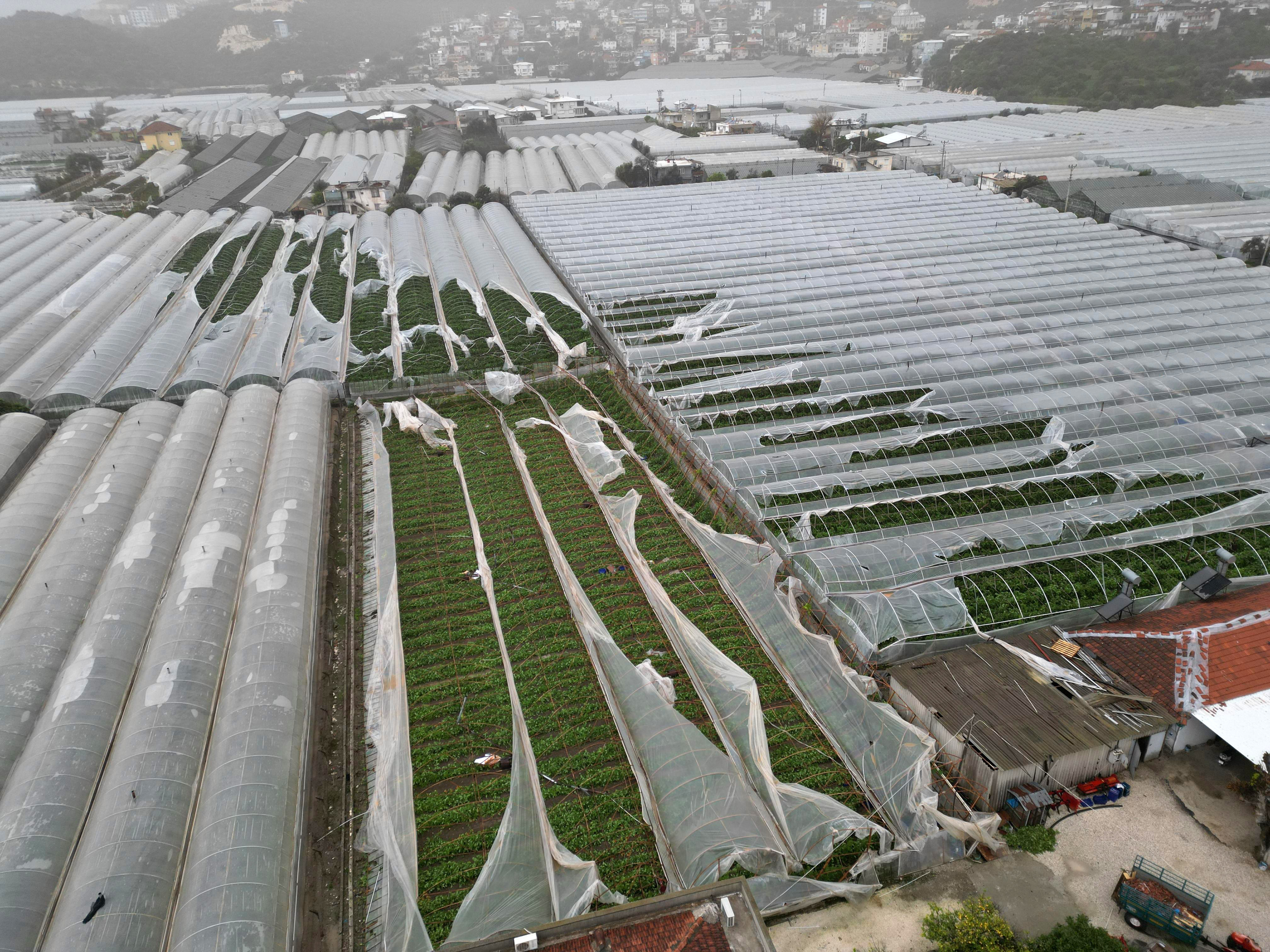 Yağmur ve hortum, sebze-meyveyi vurdu - Görsel 3