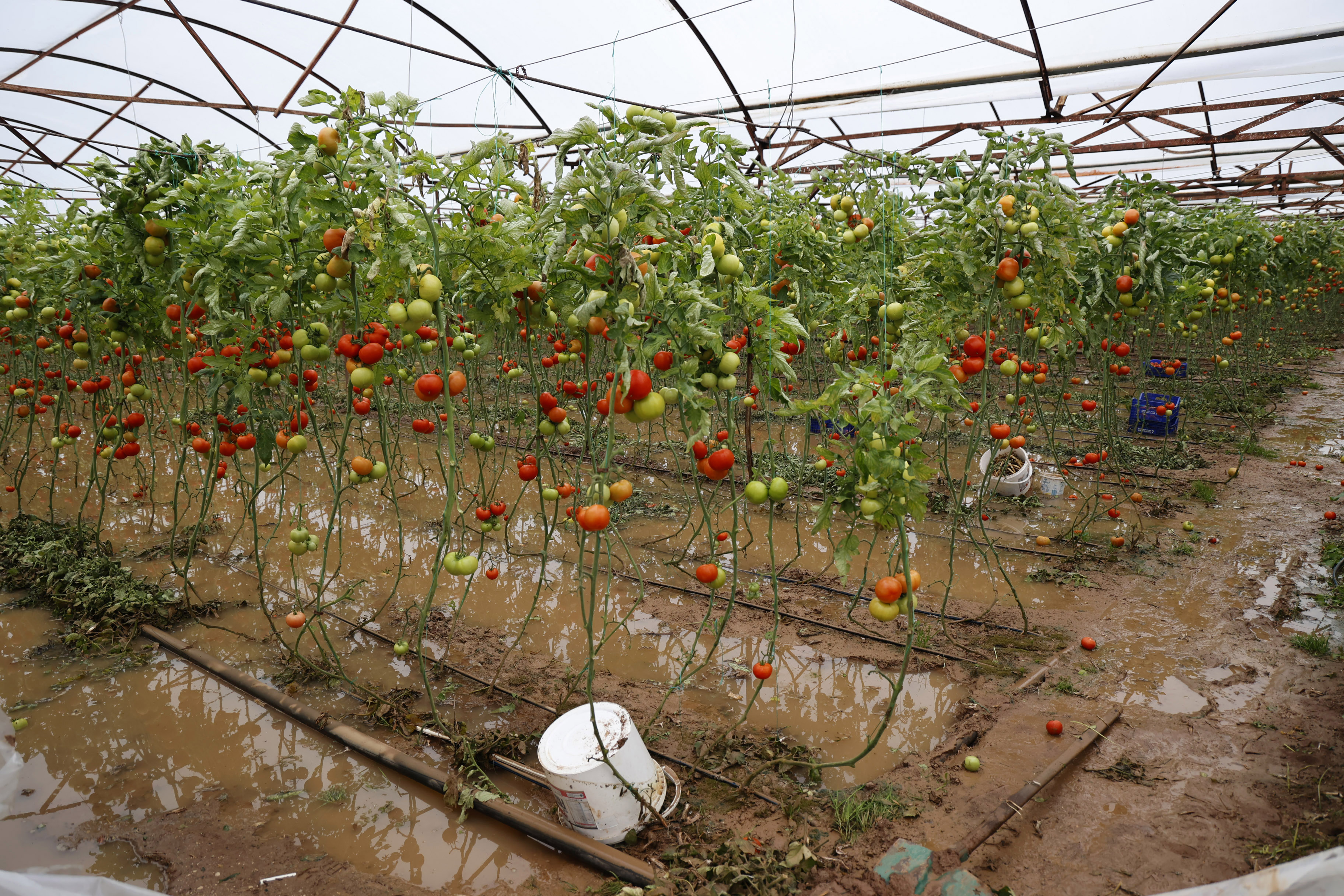 Yağmur ve hortum, sebze-meyveyi vurdu - Görsel 5