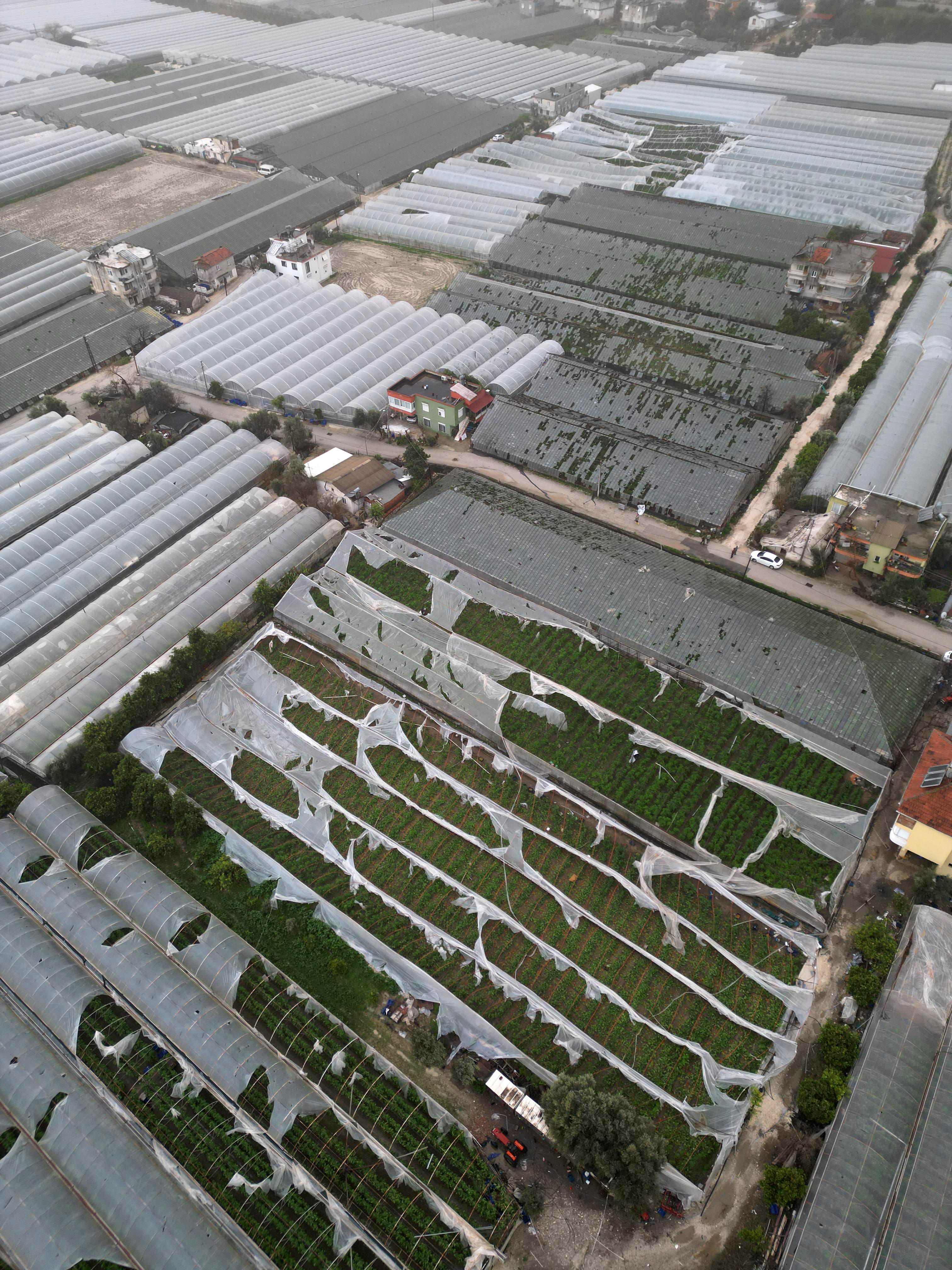 Yağmur ve hortum, sebze-meyveyi vurdu - Görsel 7