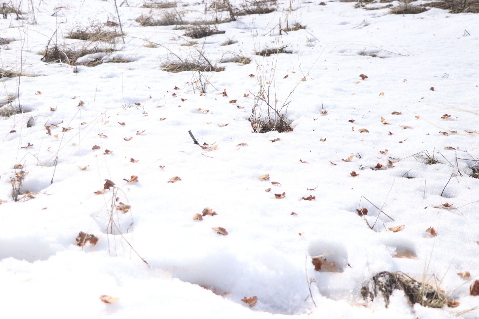 Kayseri’nin ‘Ağaç Dede’si 1 milyondan fazla fidanı toprakla buluşturdu - Görsel 6