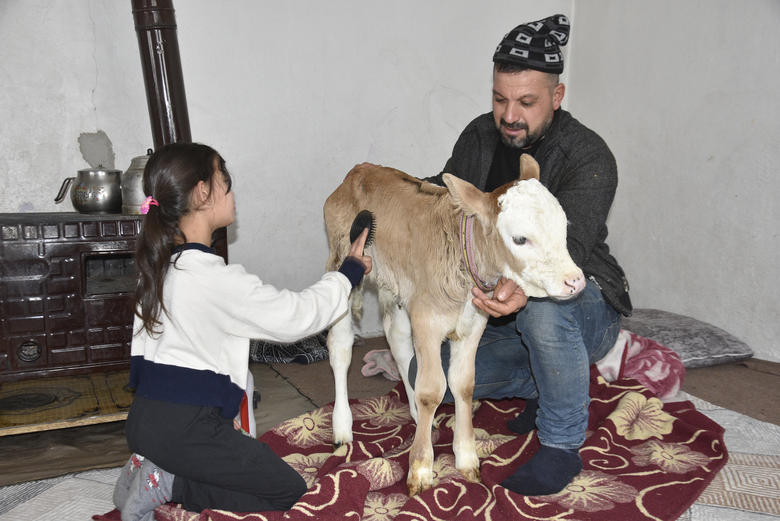 Bitlis- Hasta buzağıyı biberonla besliyorlar - Görsel 3