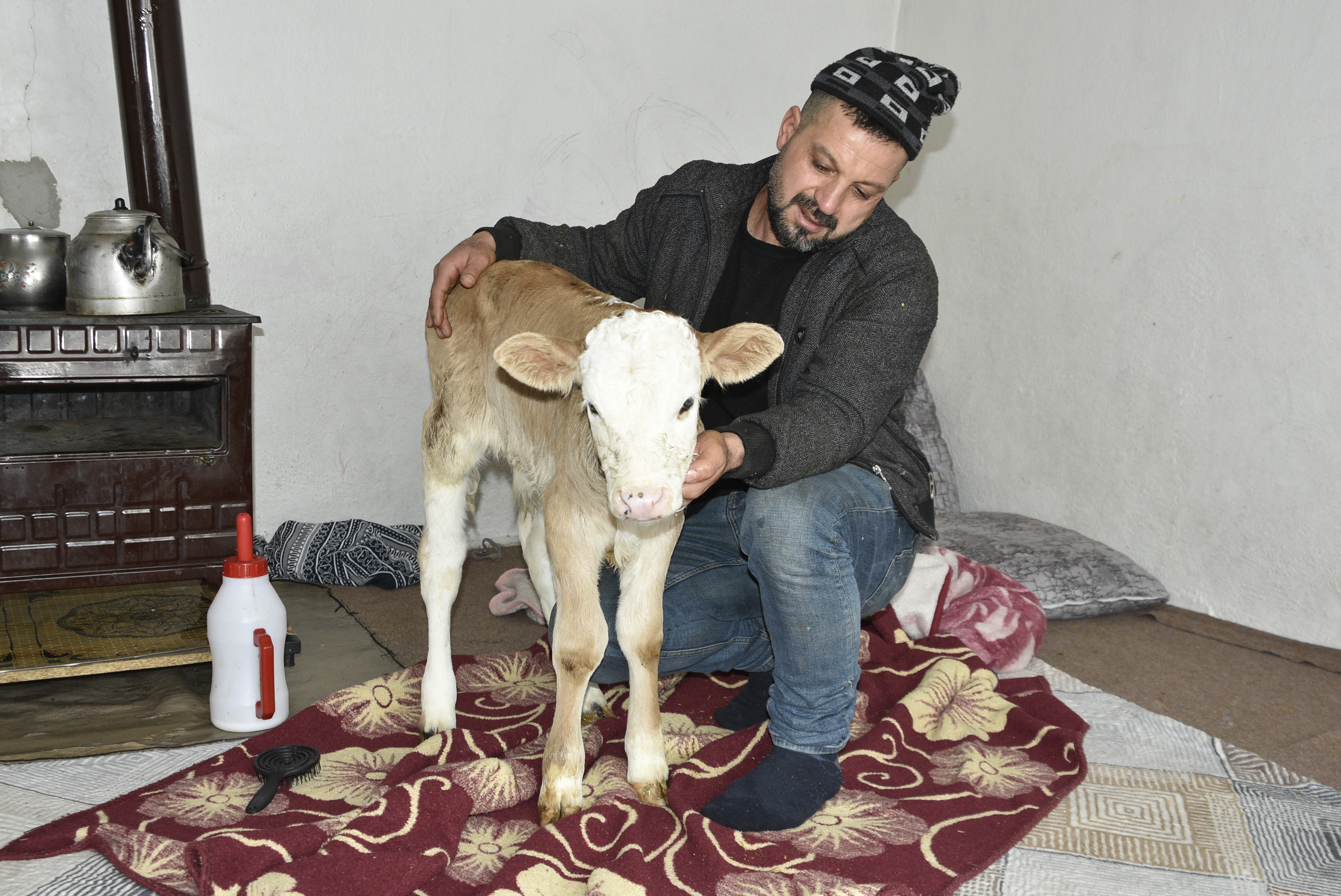 Bitlis- Hasta buzağıyı biberonla besliyorlar - Görsel 4