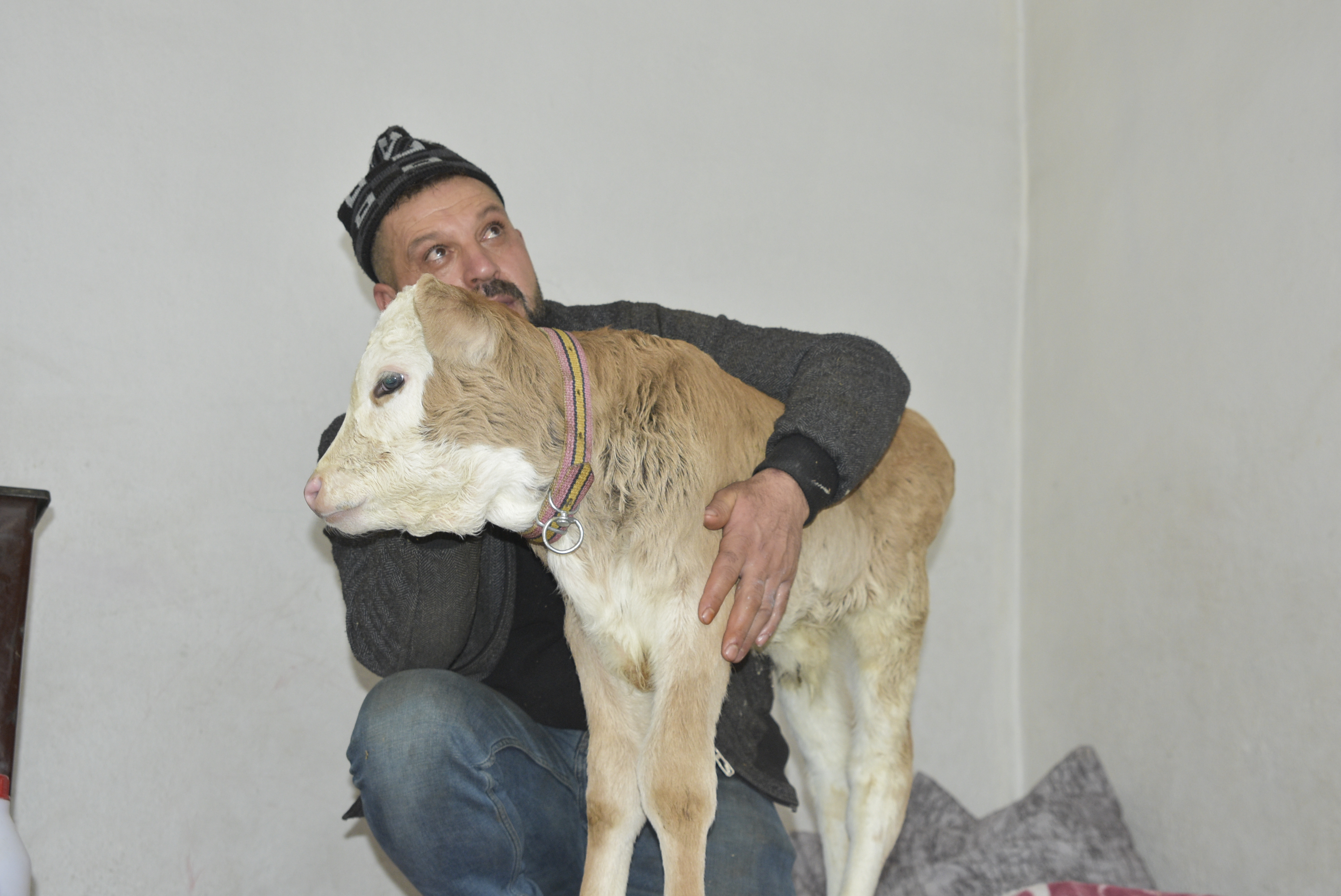 Bitlis- Hasta buzağıyı biberonla besliyorlar - Görsel 5