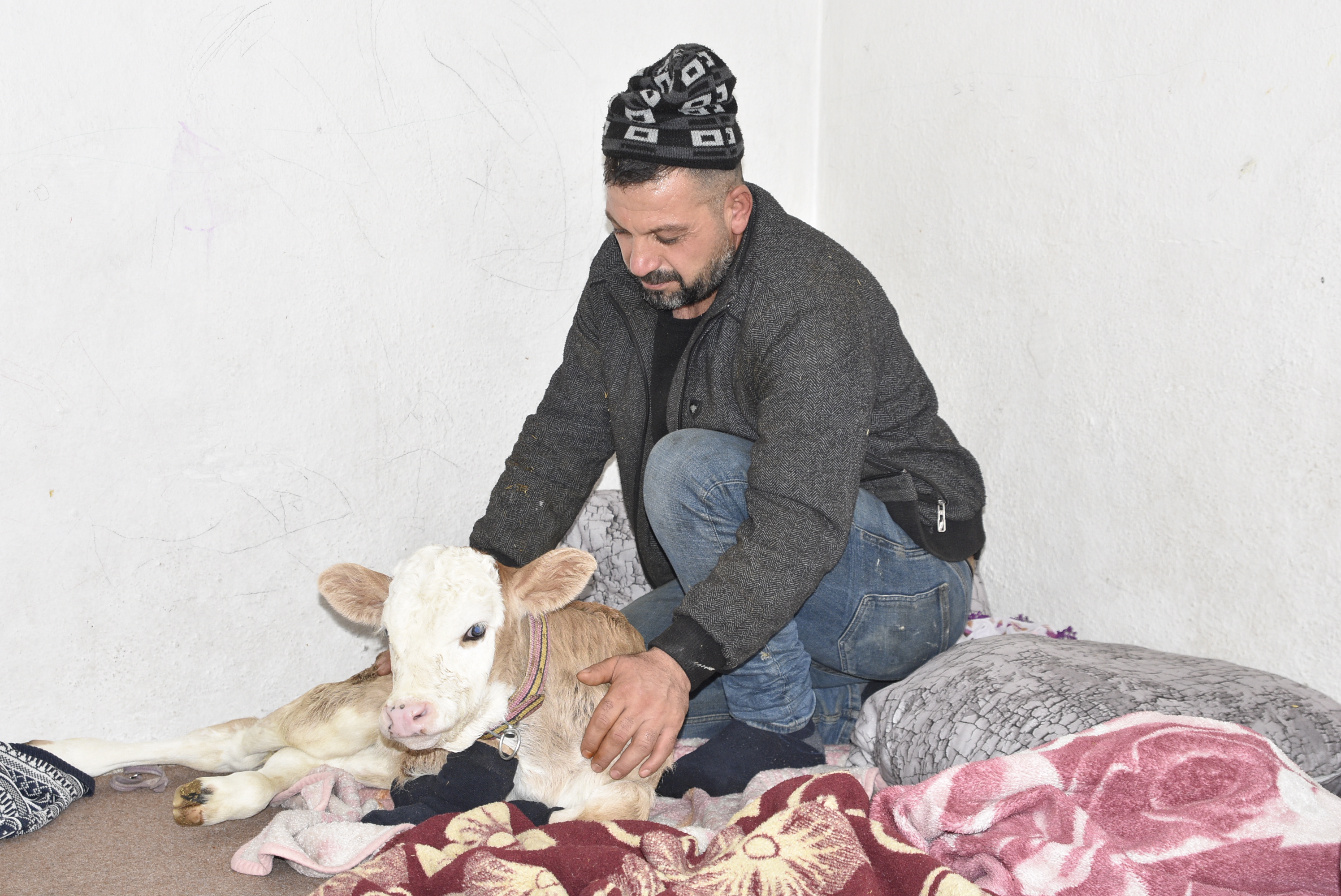 Bitlis- Hasta buzağıyı biberonla besliyorlar - Görsel 7