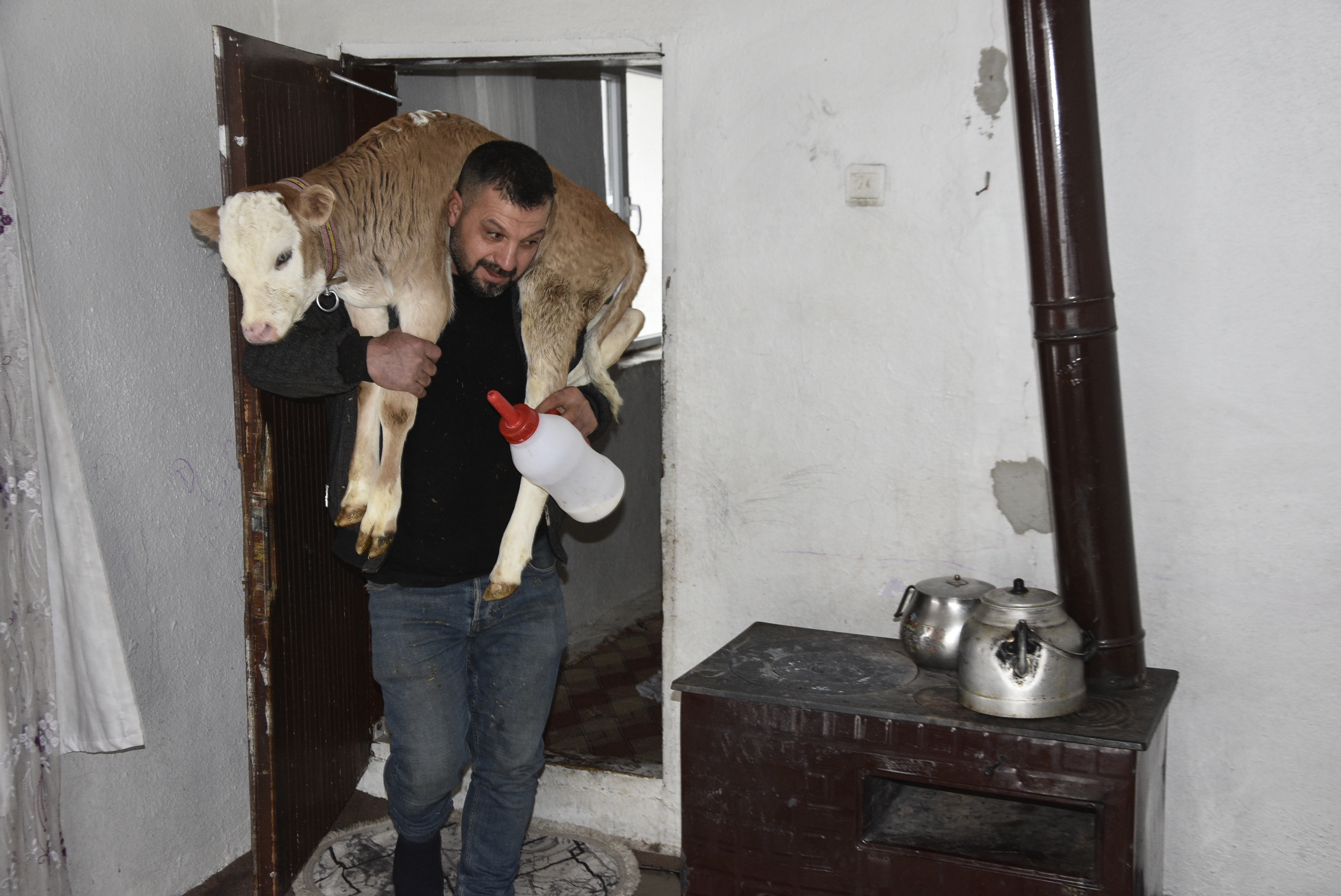 Bitlis- Hasta buzağıyı biberonla besliyorlar - Görsel 8