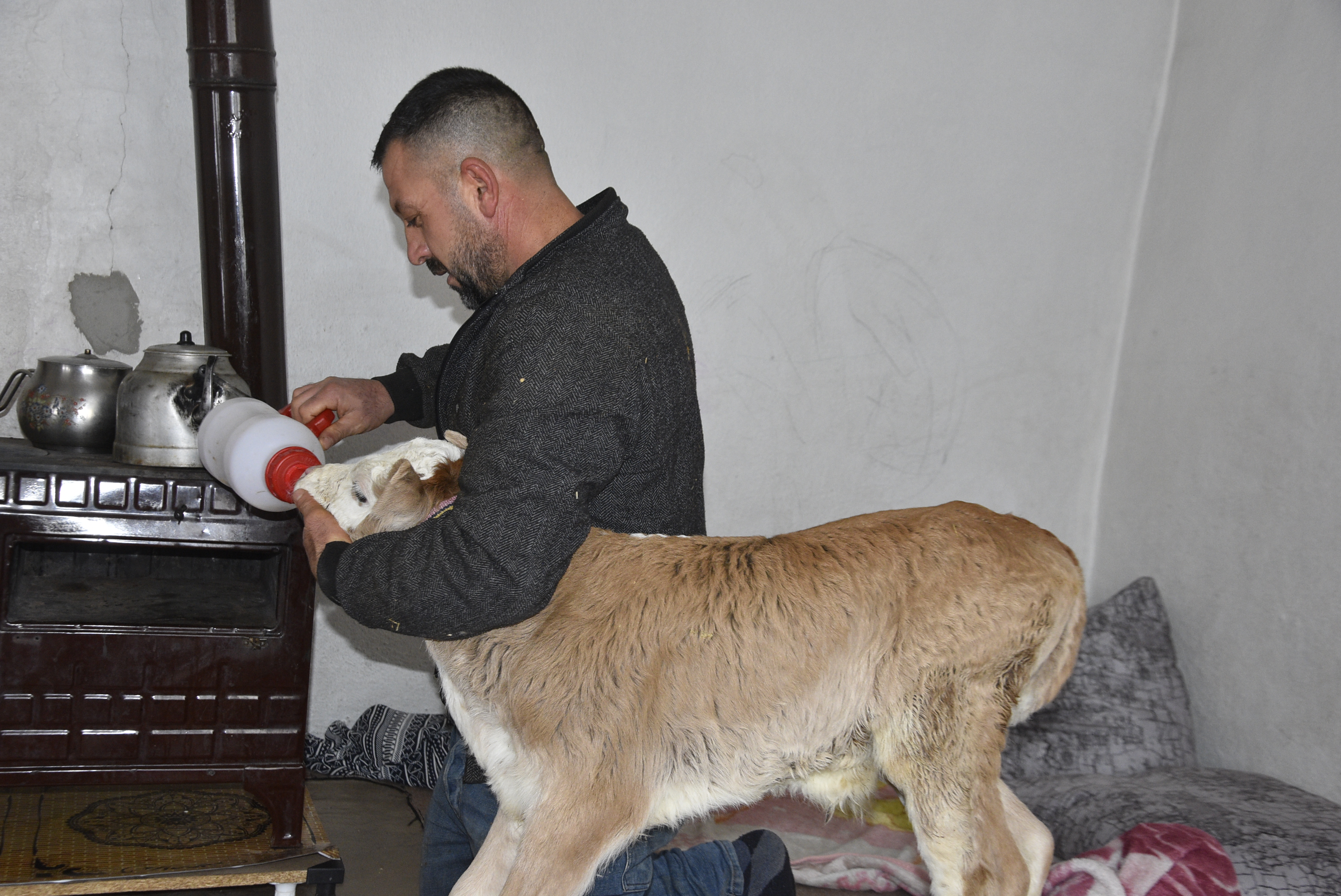 Bitlis- Hasta buzağıyı biberonla besliyorlar - Görsel 9