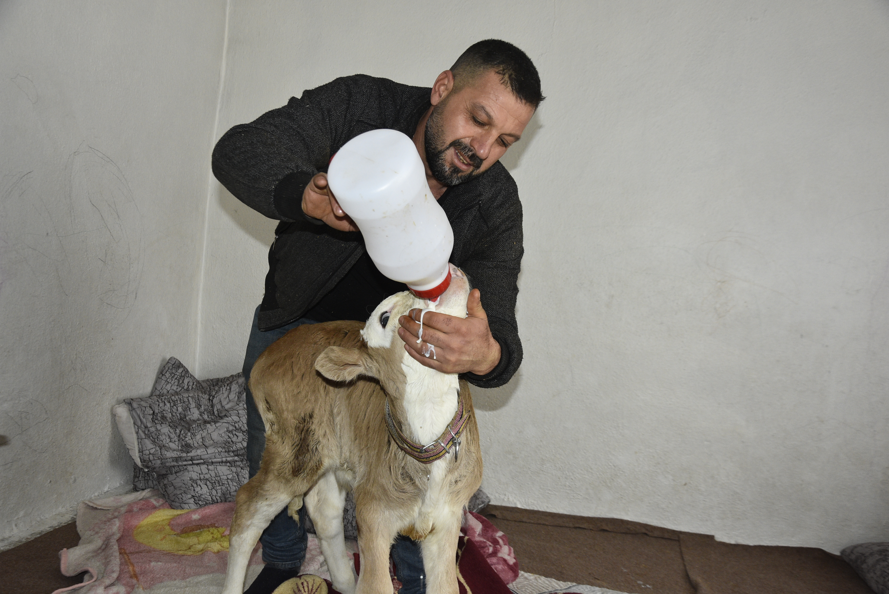 Bitlis- Hasta buzağıyı biberonla besliyorlar - Görsel 10