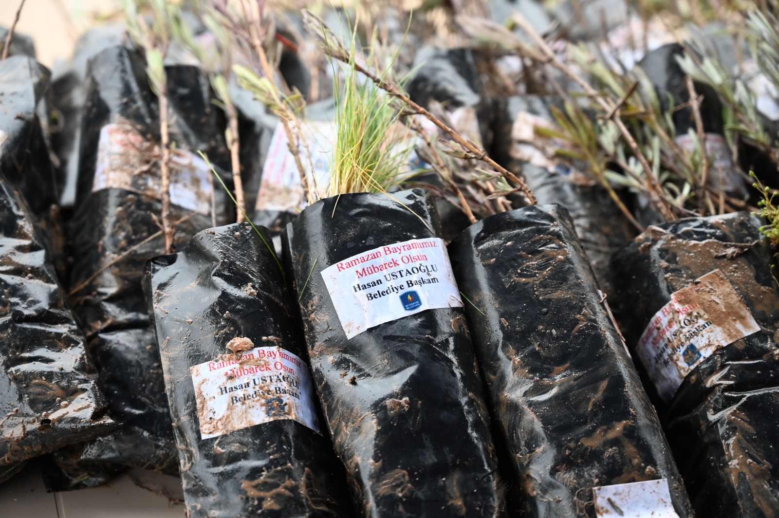 BELEDİYEDEN MEZAR ZİYARETİNE GELENLERE LAVANTA FİDESİ  - Görsel 3