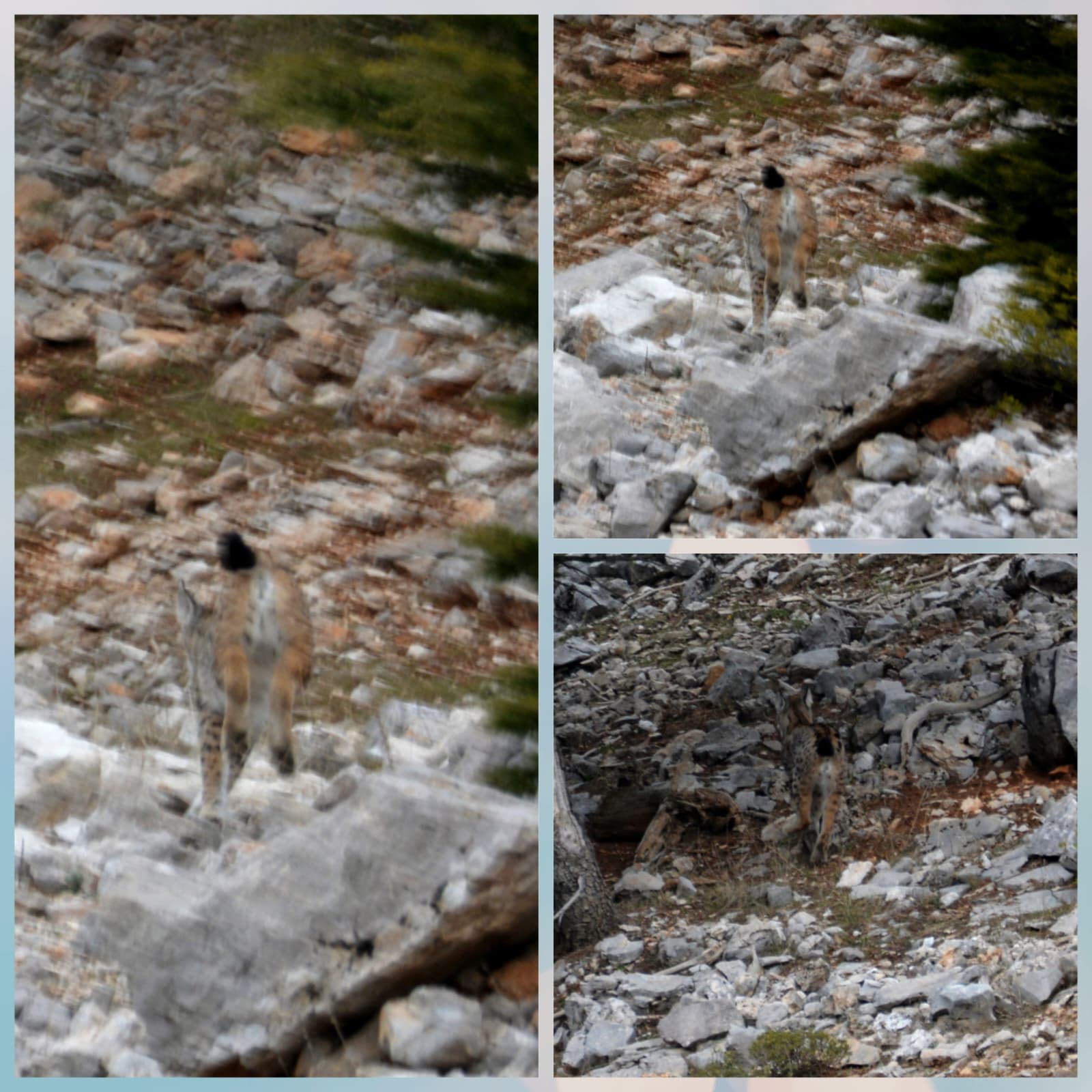 Torosların "Hayaleti" Geri Döndü: Giden Gelmez Dağları'nda Vaşak Sürprizi - Görsel 1
