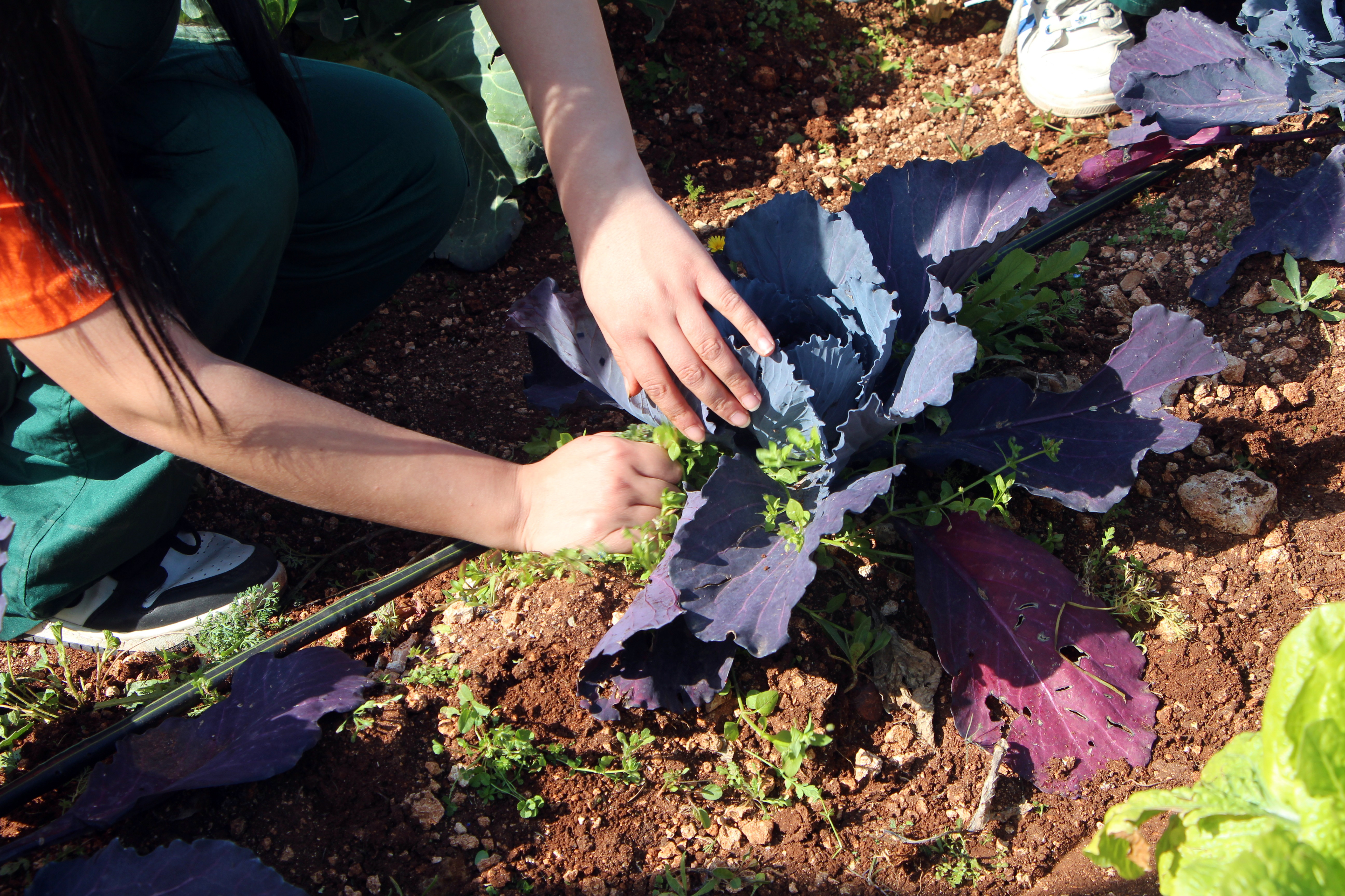Çukurova’da geleceğin ziraatçileri tarım lisesinde yetişiyor - Görsel 1