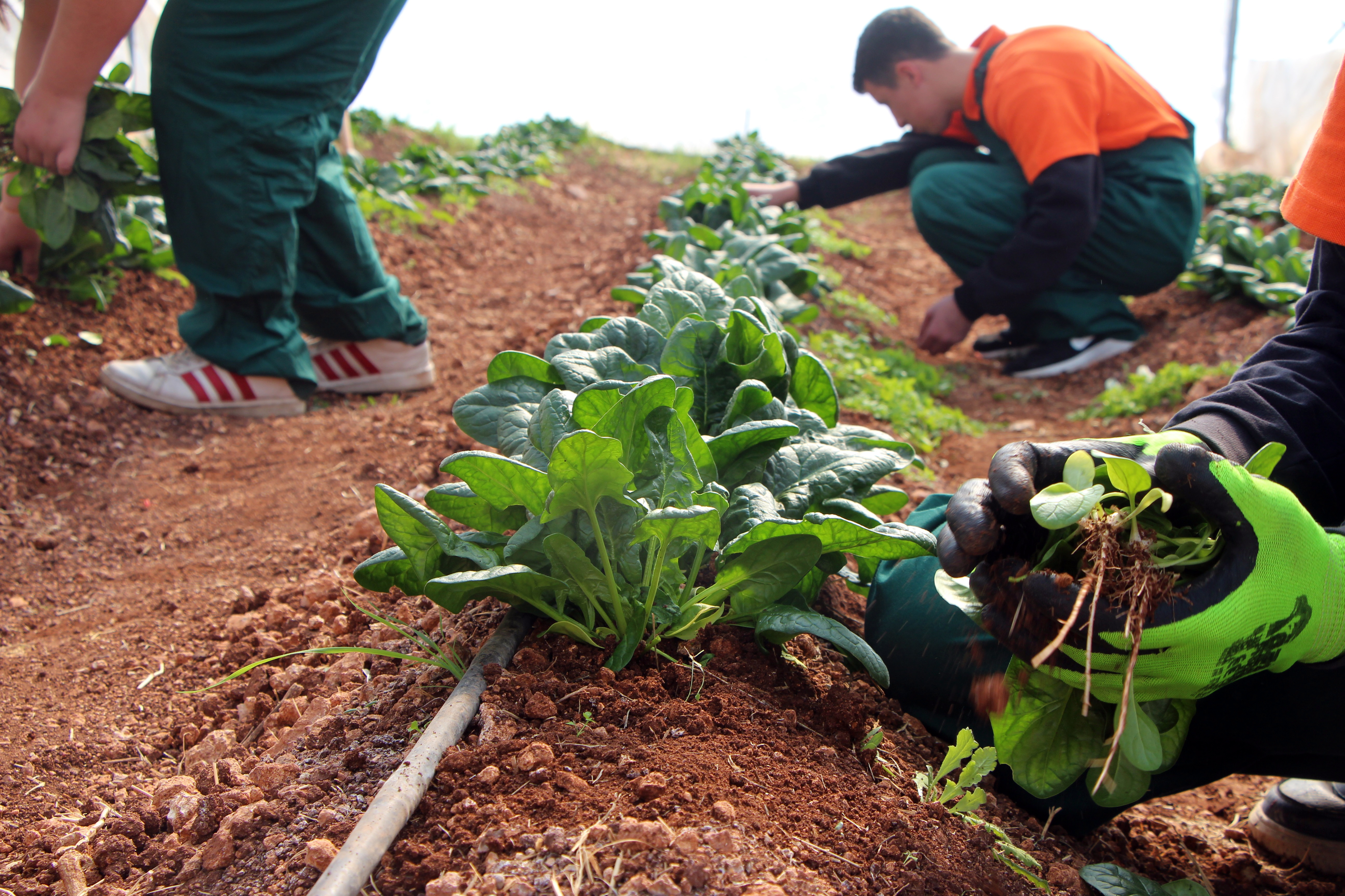 Çukurova’da geleceğin ziraatçileri tarım lisesinde yetişiyor - Görsel 2