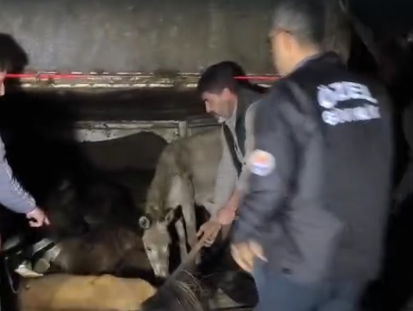 Adana - Devrilen kamyonetin kasasındaki eşekler yaralandı - Görsel 1