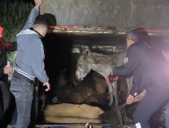 Adana - Devrilen kamyonetin kasasındaki eşekler yaralandı - Görsel 2