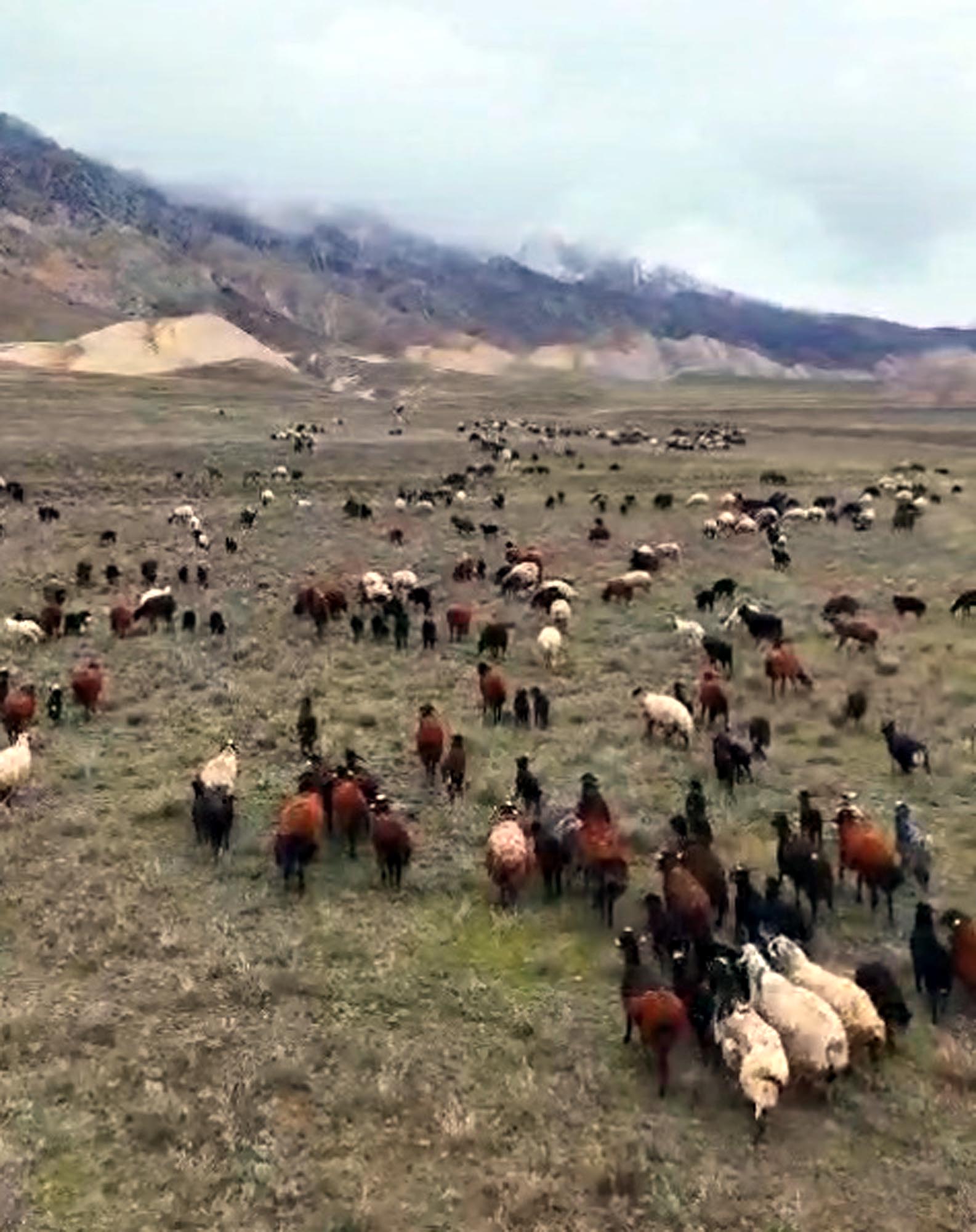 Yeni nesil çoban; dron ile sürüyü 30 saniyede topladı - Görsel 6