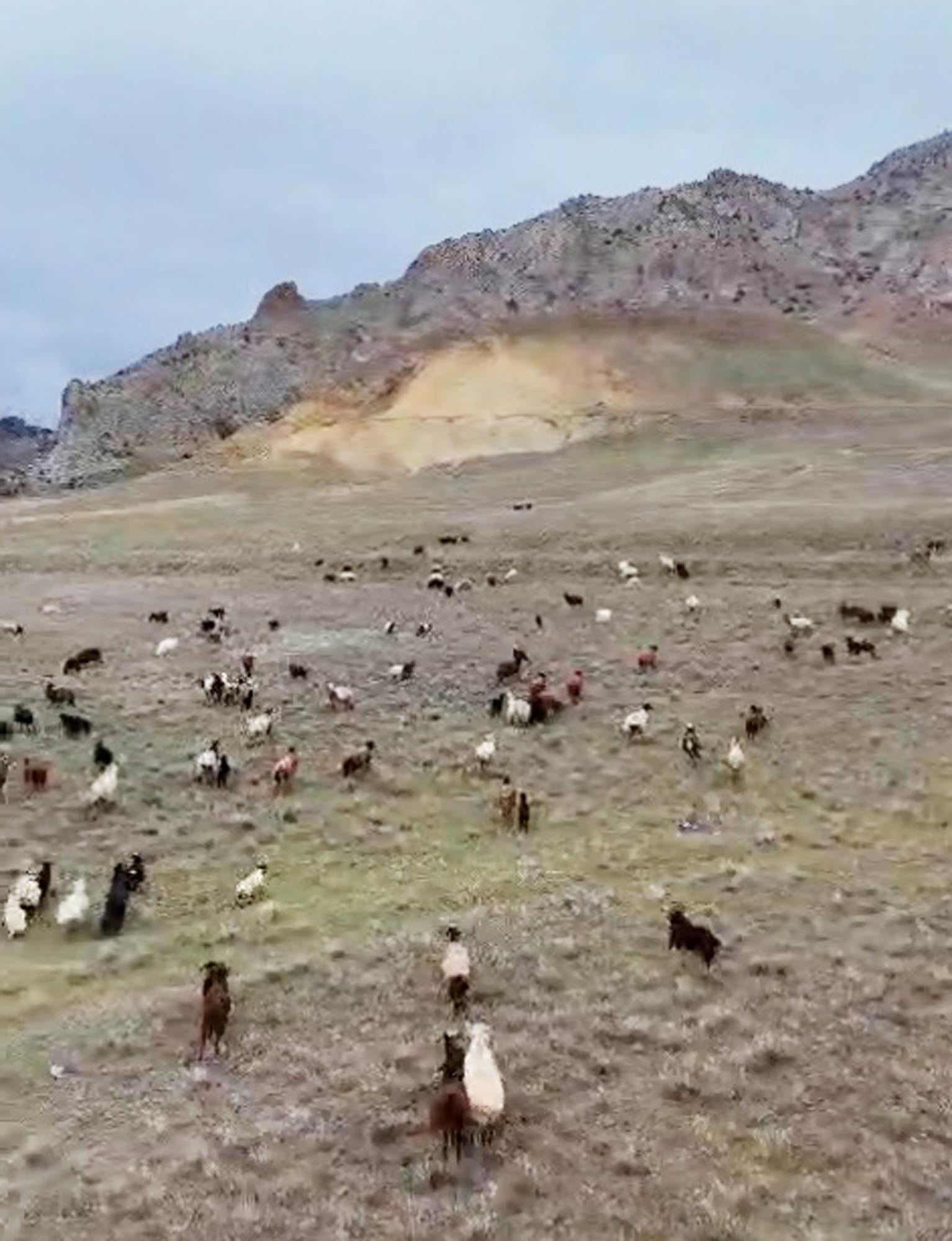 Yeni nesil çoban; dron ile sürüyü 30 saniyede topladı - Görsel 7