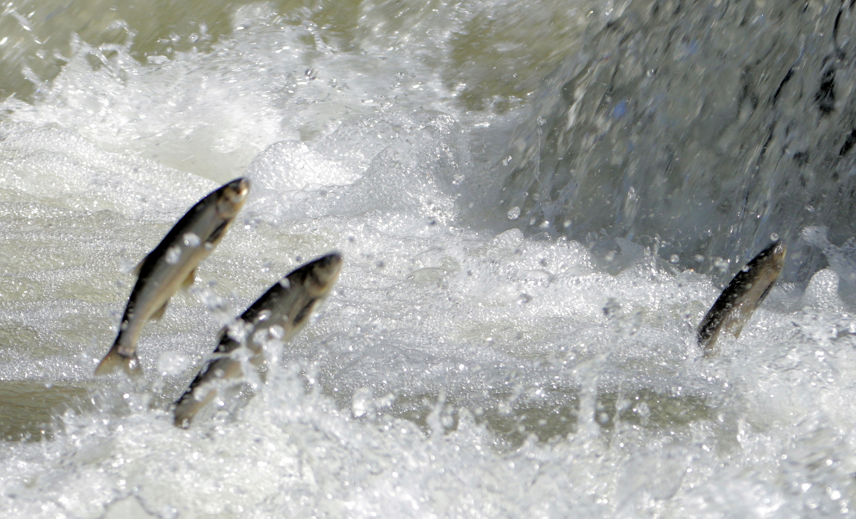 Yağışlar yüz güldürdü, inci kefali üreme sezonuna güçlü giriyor - Görsel 2
